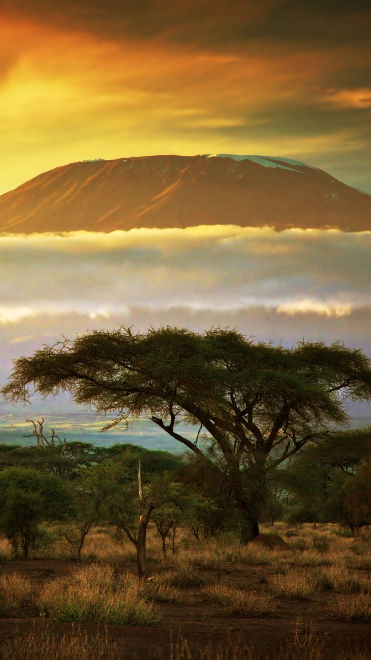 Grüne Bäume Auf Braunem Feld Unter Weißen Wolken Tagsüber. Wallpaper in 750x1334 Resolution