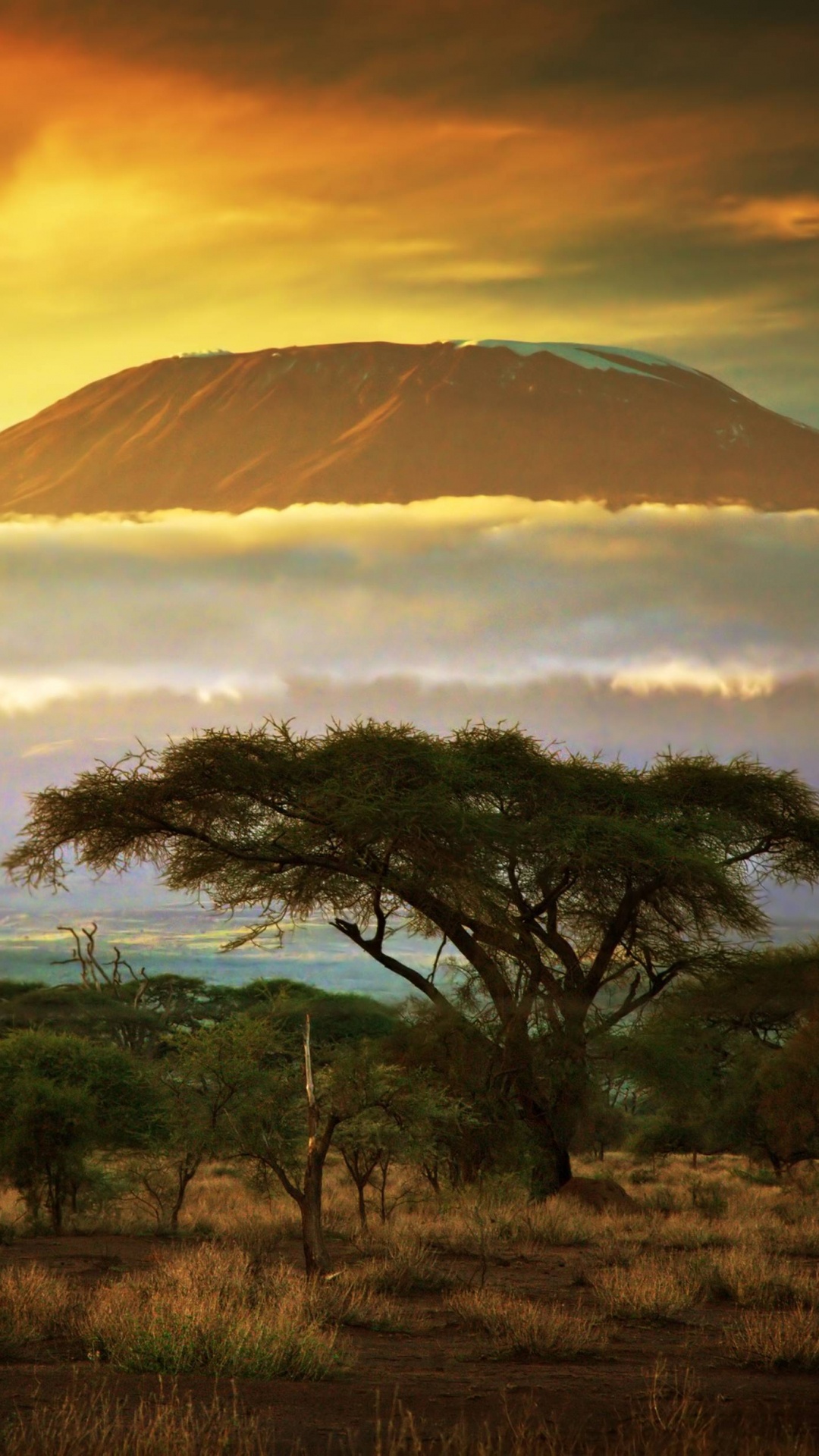 Árboles Verdes en Campo Marrón Bajo Nubes Blancas Durante el Día. Wallpaper in 1080x1920 Resolution