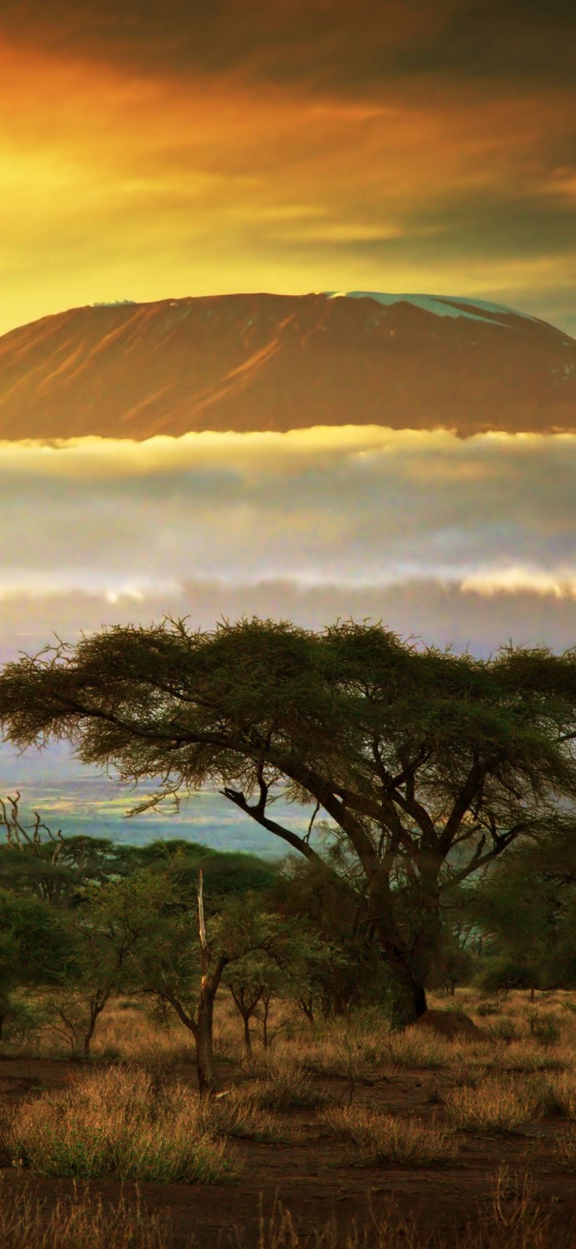 乞力马扎罗山, 稀树草原, 早上, Safari, 普通的 壁纸 1125x2436 允许