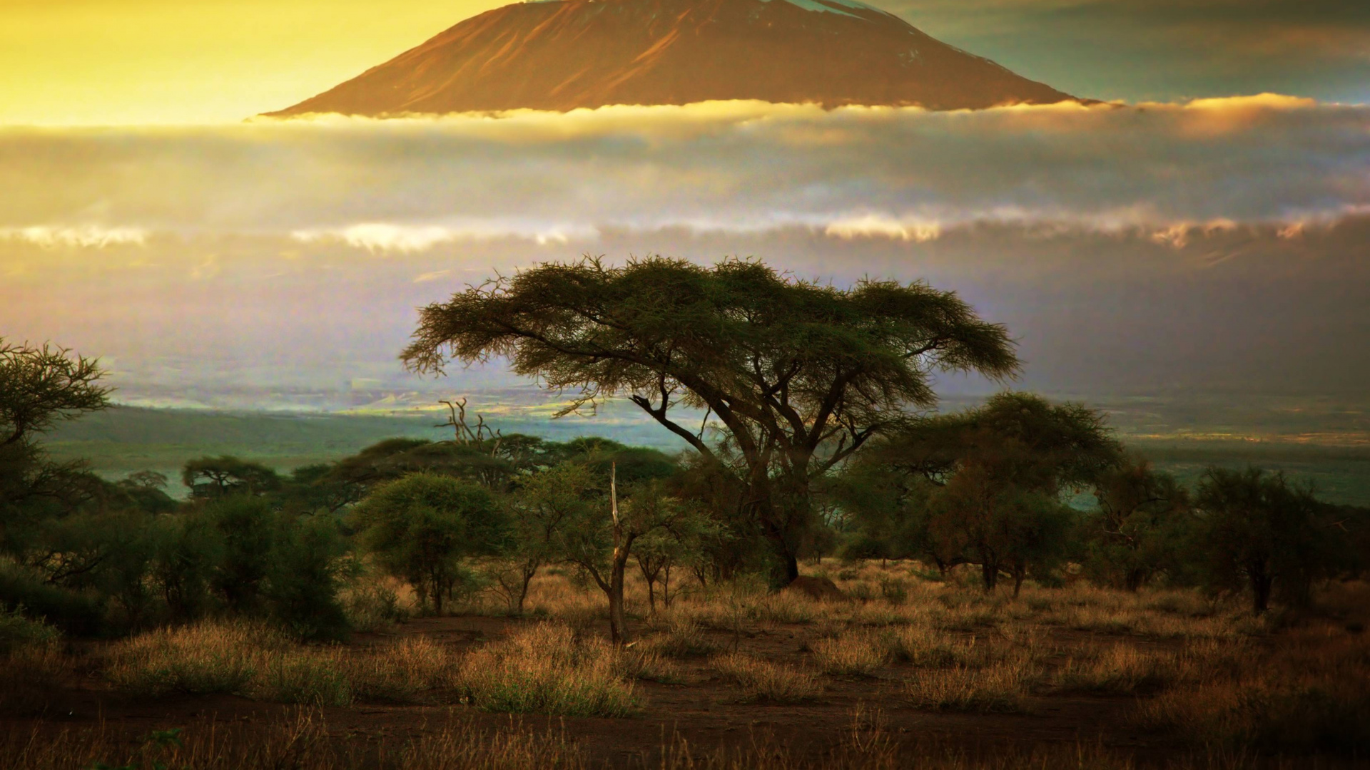 Green Trees on Brown Field Under White Clouds During Daytime. Wallpaper in 1920x1080 Resolution