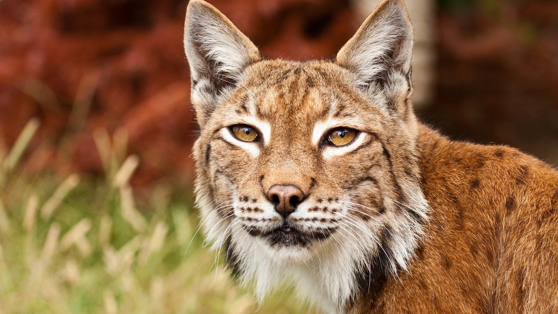 Brown and Black Cat on Green Grass During Daytime. Wallpaper in 1920x1080 Resolution