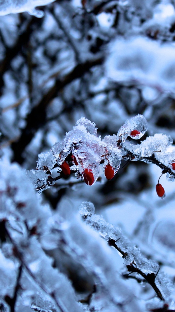 Snow Covered Tree Branches During Daytime. Wallpaper in 720x1280 Resolution