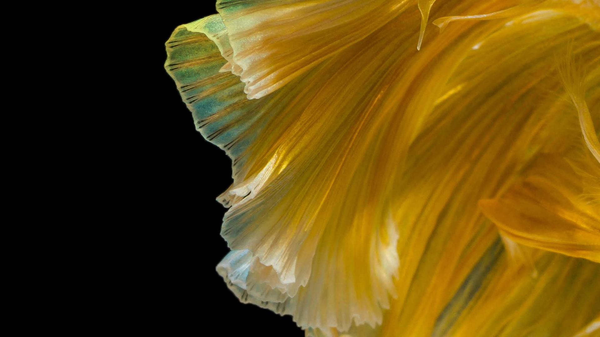 Huawei, Huawei Nova, Huawei Nova 4, Hnh nn Huawei Nova 4, Huawei Nova 3. Wallpaper in 1920x1080 Resolution