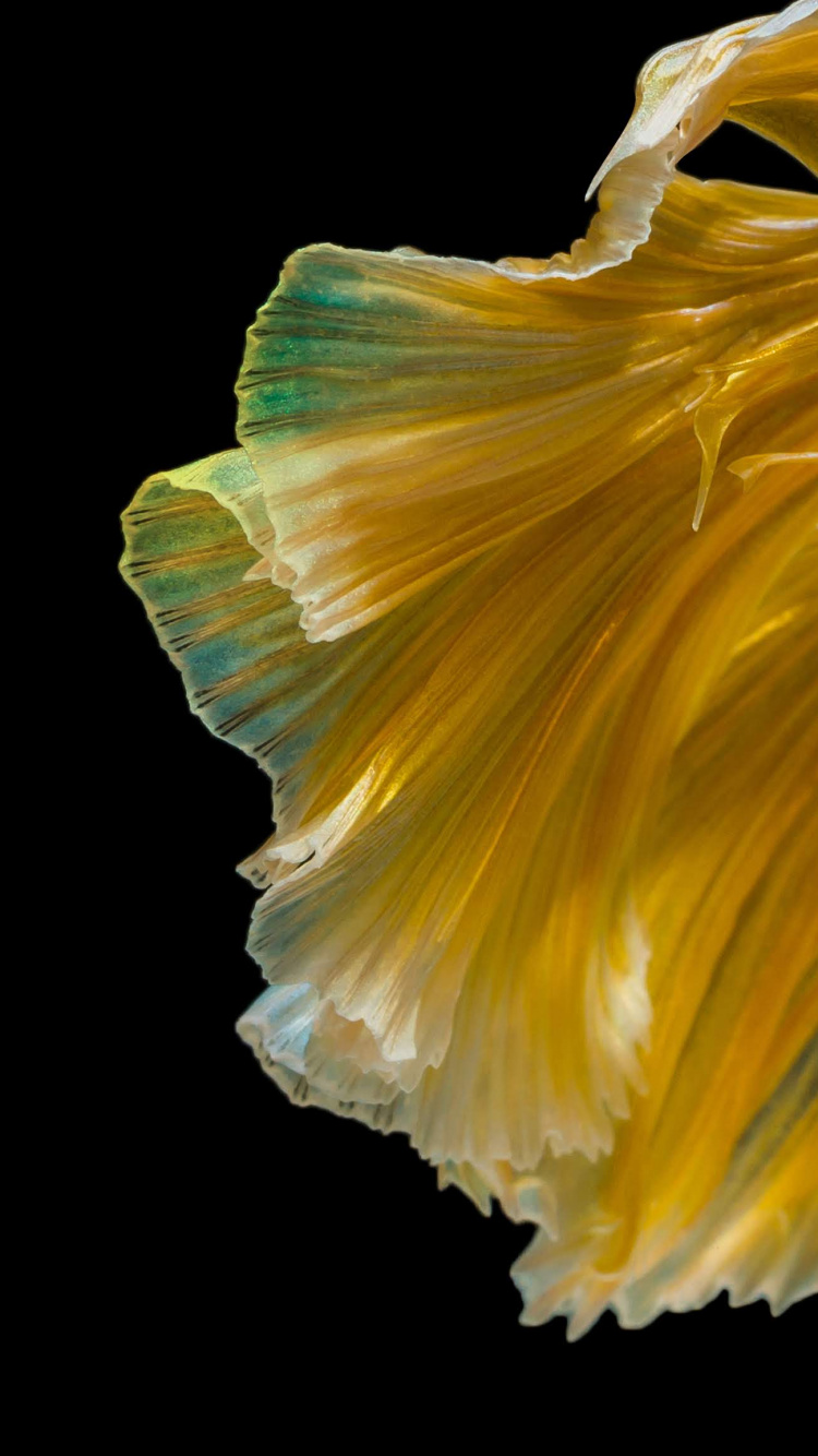 Huawei, Huawei Nova, Huawei Nova 4, Hnh nn Huawei Nova 4, Huawei Nova 3. Wallpaper in 750x1334 Resolution