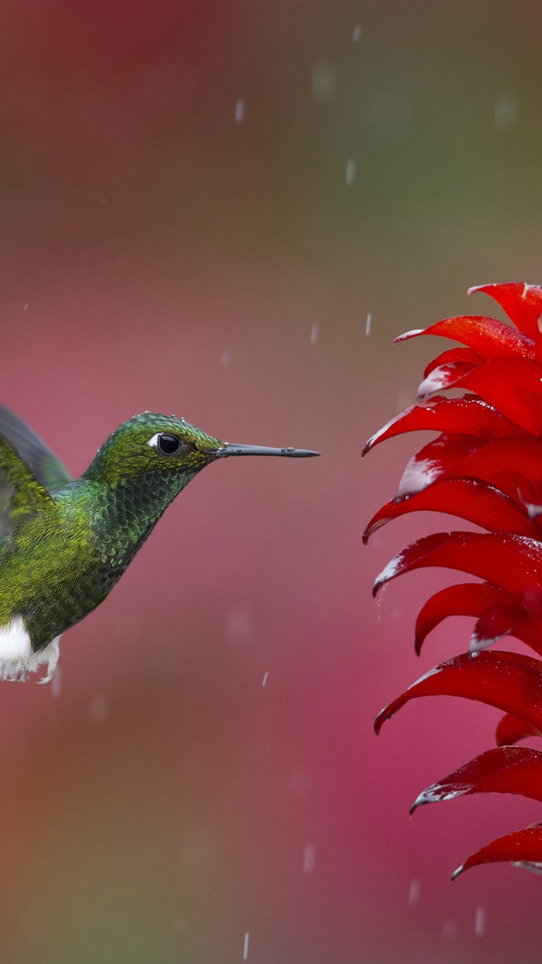 Green and Black Humming Bird Flying. Wallpaper in 1080x1920 Resolution
