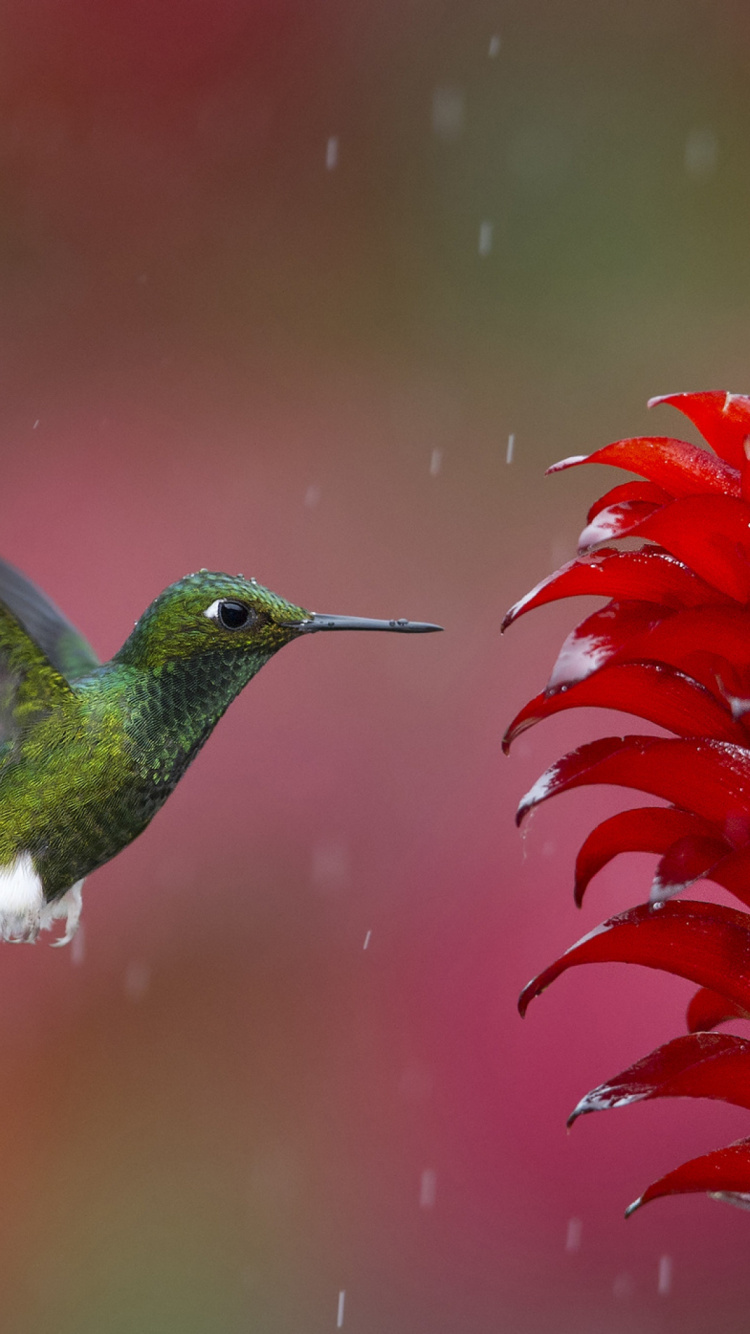 Green and Black Humming Bird Flying. Wallpaper in 750x1334 Resolution