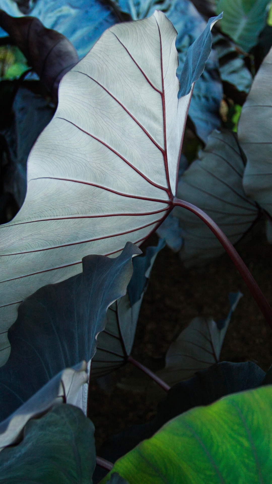 IPad, Ipad Pro, Apple, IPad Pro 2017, Äpfeln. Wallpaper in 1080x1920 Resolution