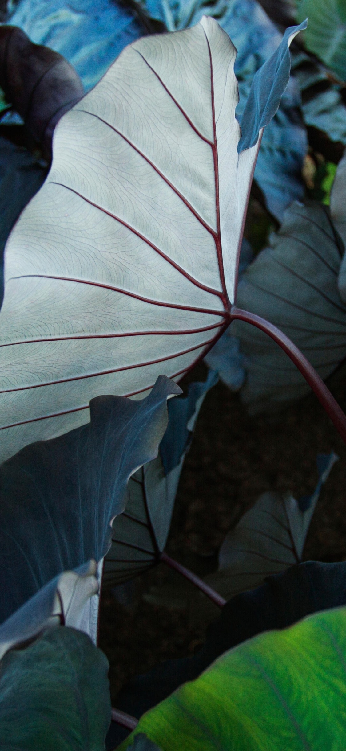 IPad, Ipad Pro, Apple, IPad Pro 2017, Äpfeln. Wallpaper in 1125x2436 Resolution