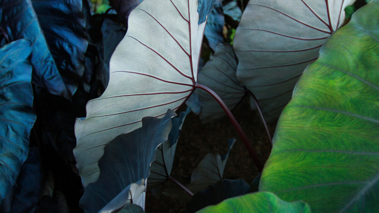 IPad, Ipad Pro, Apple, IPad Pro 2017, Äpfeln. Wallpaper in 1280x720 Resolution