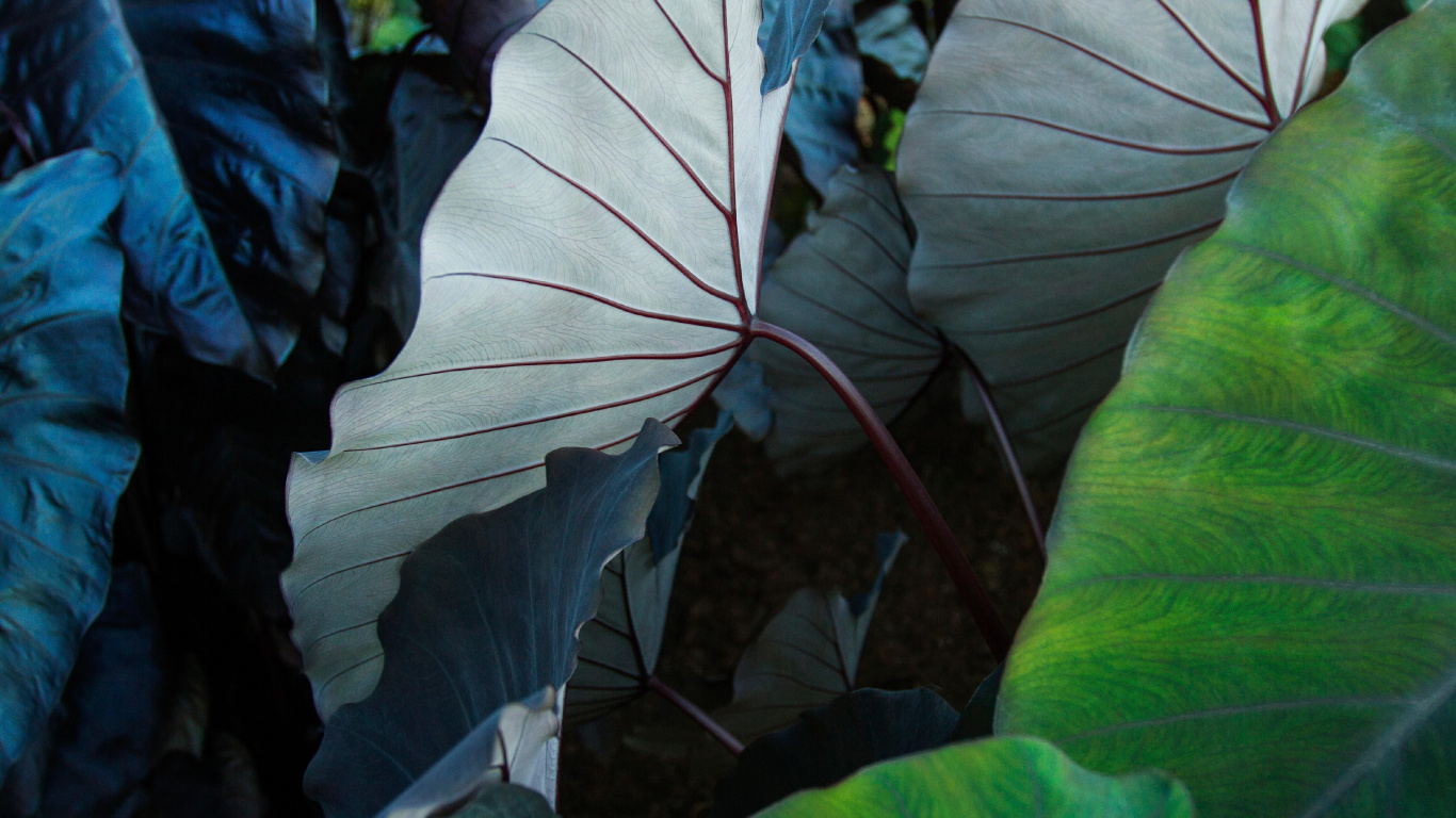 IPad, Ipad Pro, IPad Pro 2017, Apple, IOS. Wallpaper in 1366x768 Resolution