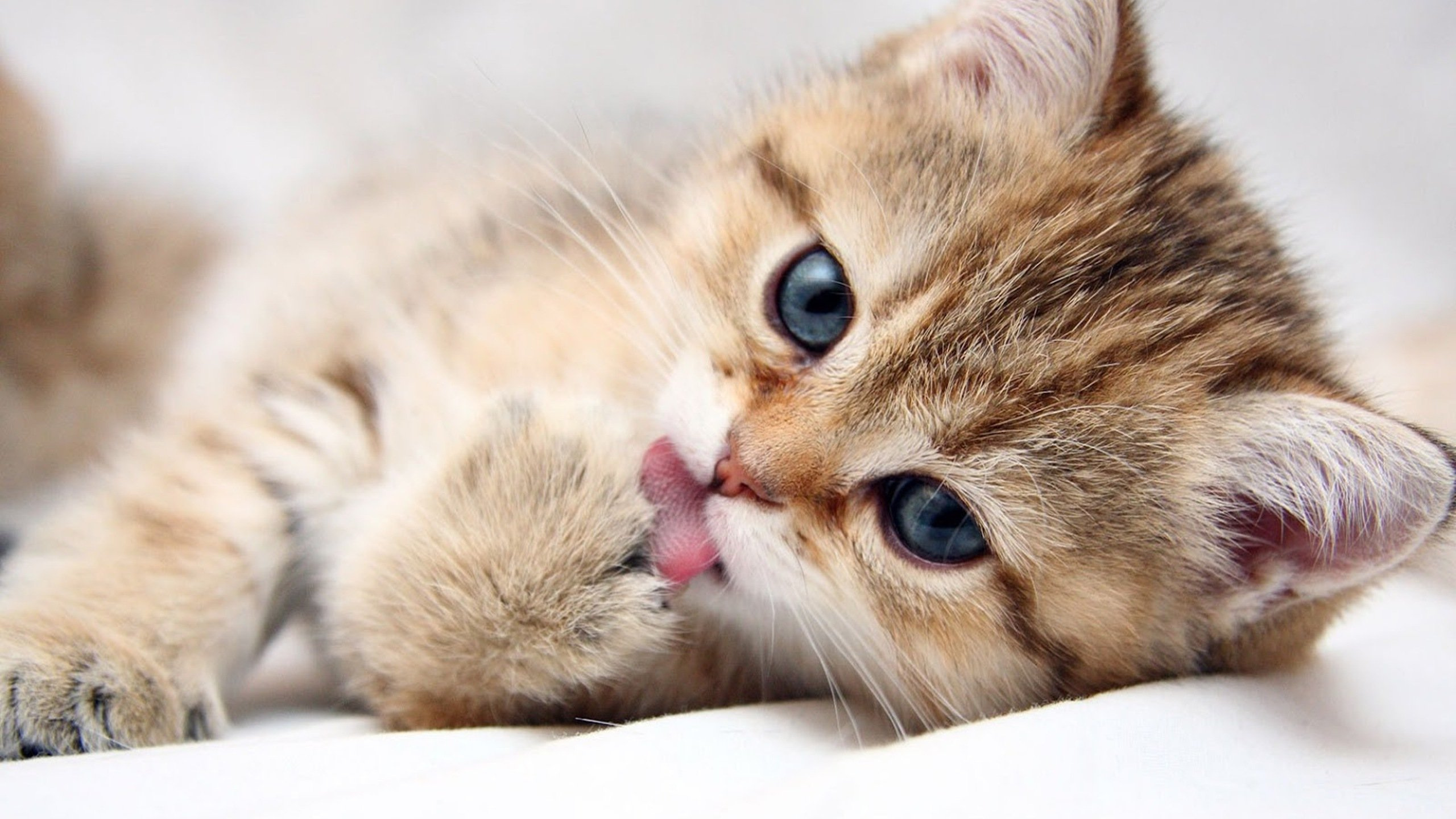 Brown Tabby Kitten Lying on White Textile. Wallpaper in 2560x1440 Resolution