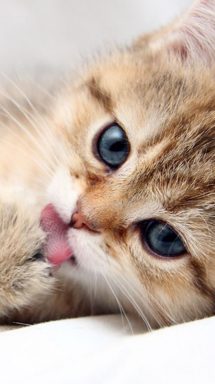 Brown Tabby Kitten Lying on White Textile. Wallpaper in 750x1334 Resolution