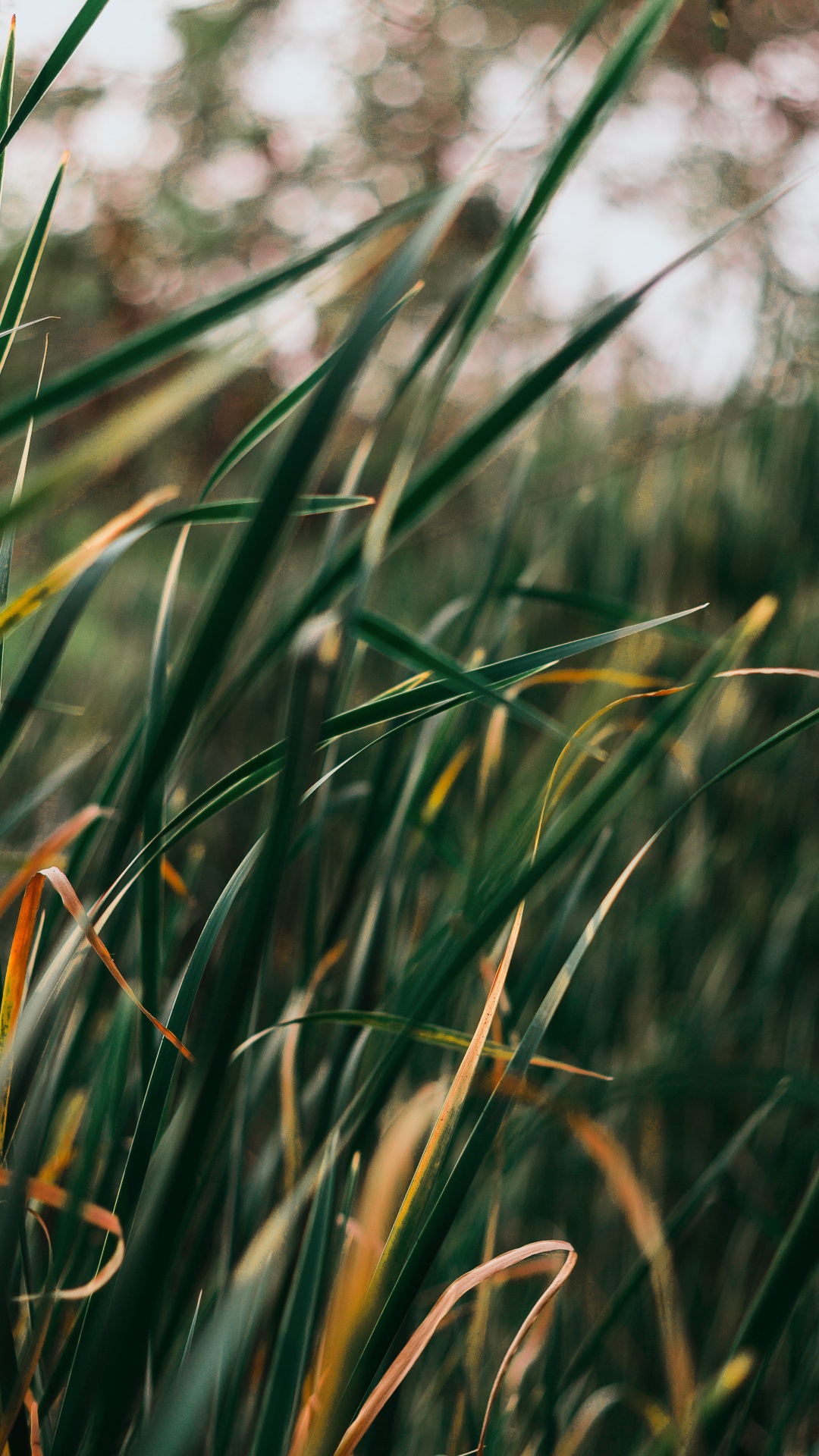 Plants, Herbaceous Plant, Lawn, Grasses, Grass. Wallpaper in 1080x1920 Resolution