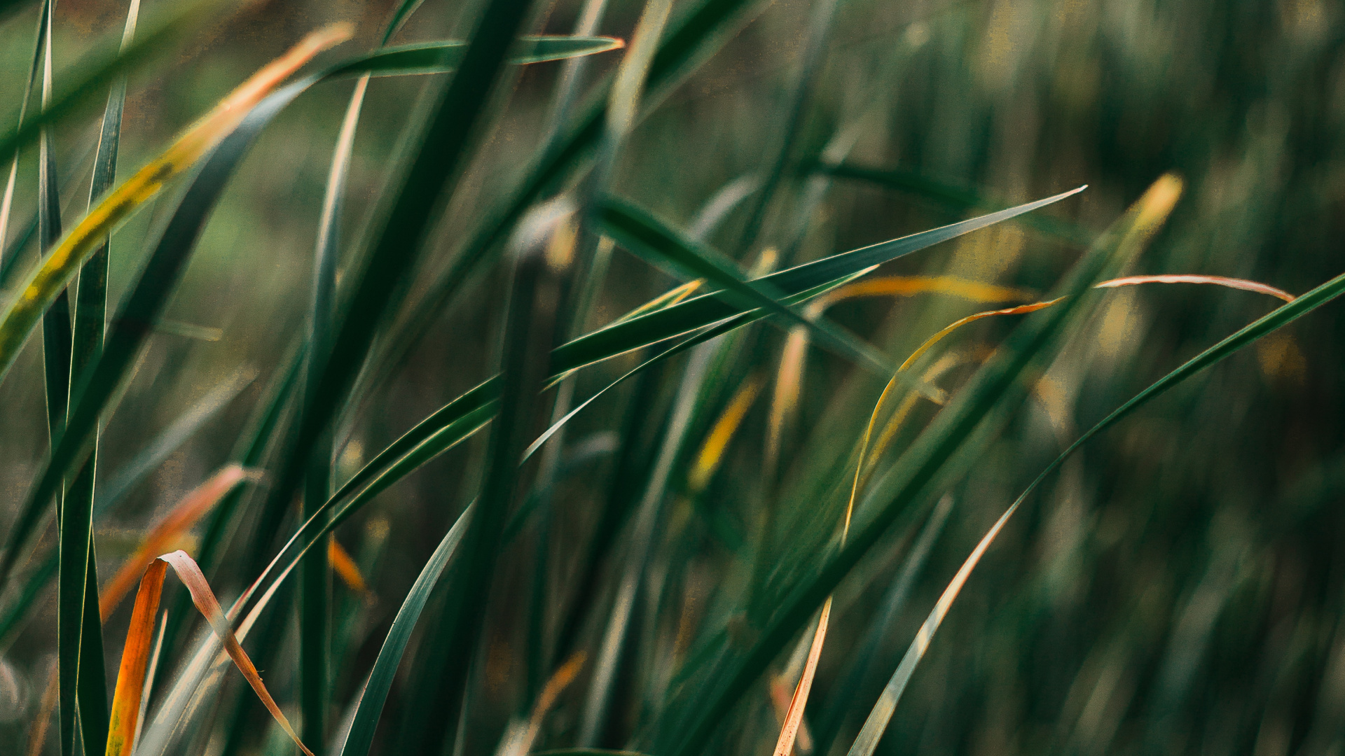 Plants, Herbaceous Plant, Lawn, Grasses, Grass. Wallpaper in 1920x1080 Resolution