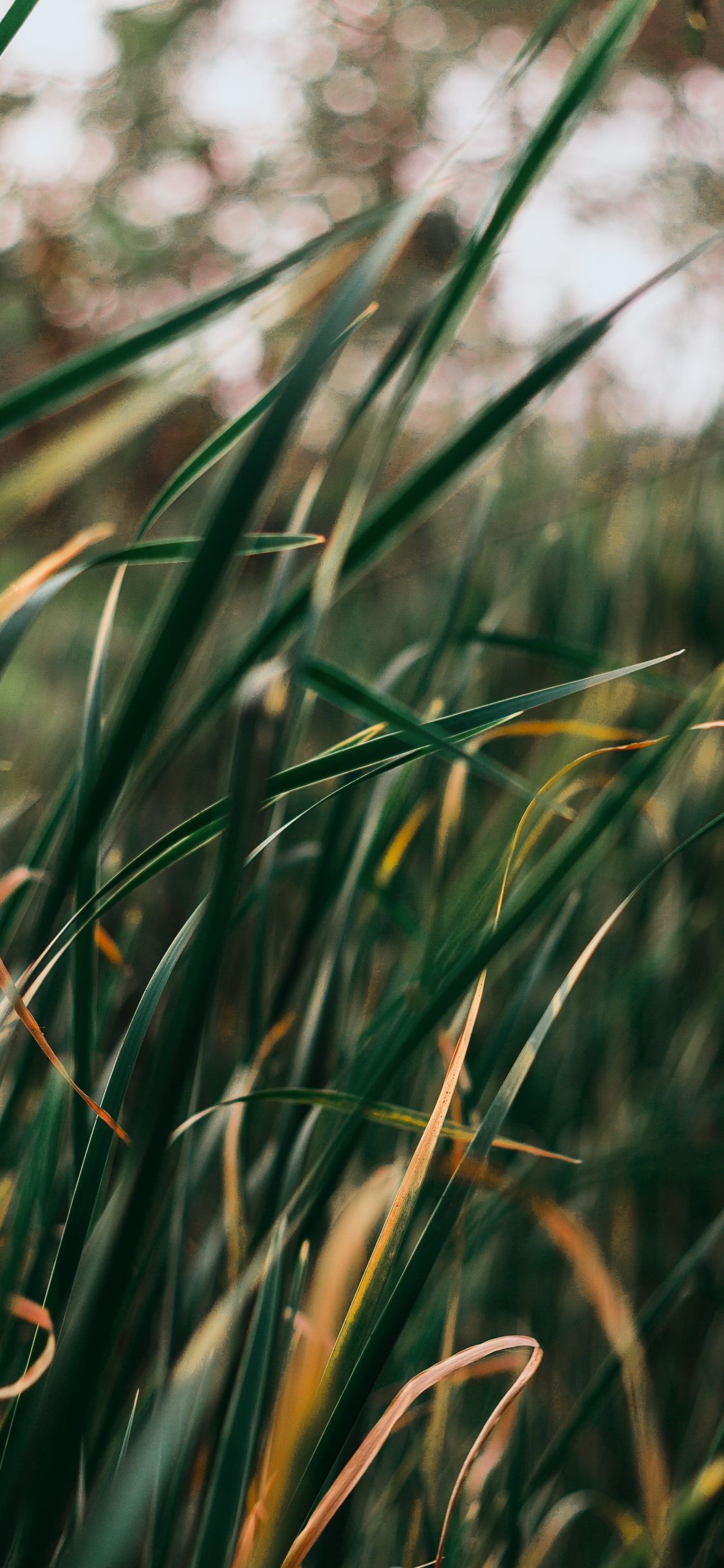 Plante, Plante Herbacée, Pelouse, Green, Végétation. Wallpaper in 1125x2436 Resolution