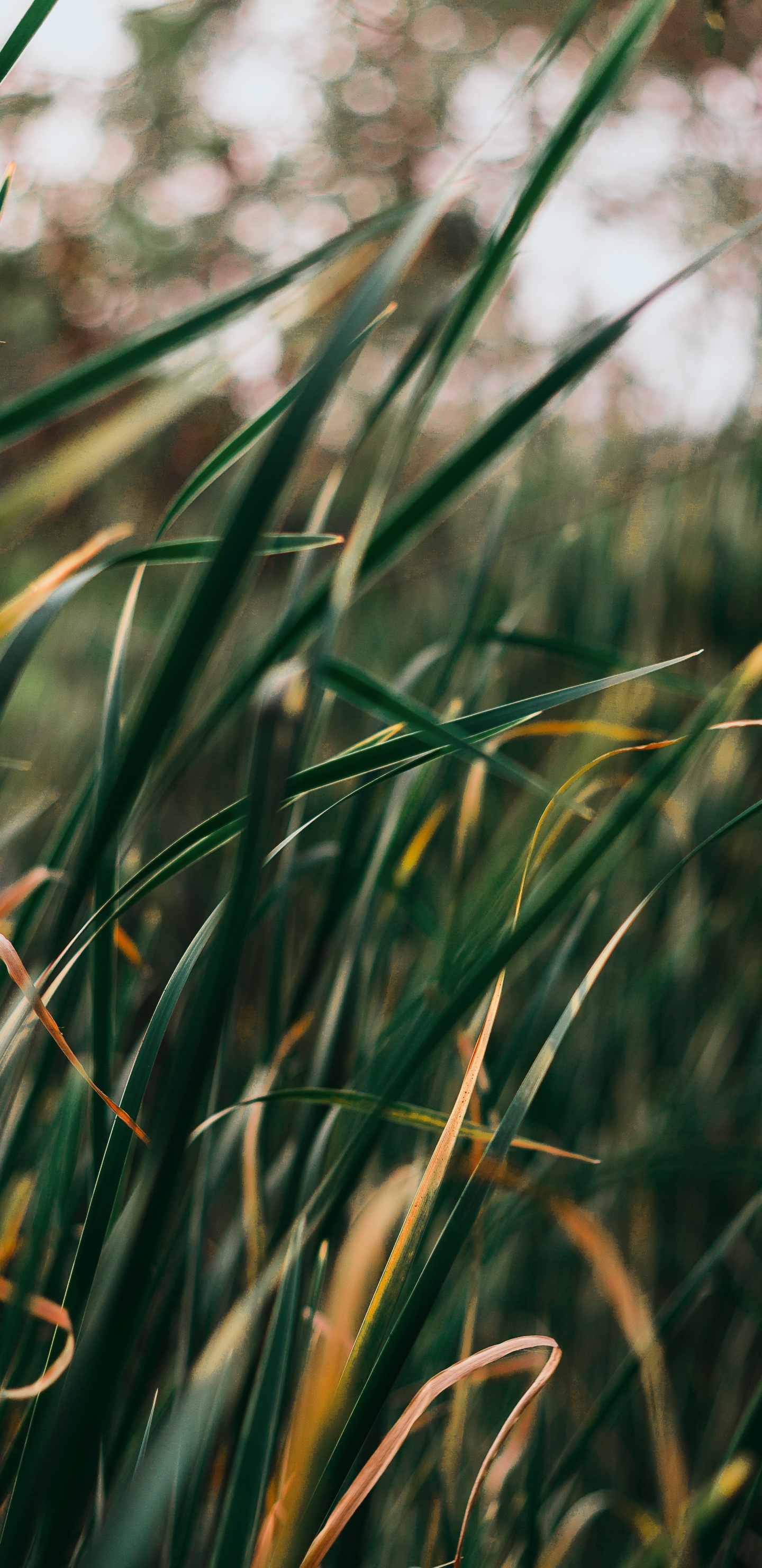 草本植物, 草坪, 草, 绿色的, 植被 壁纸 1440x2960 允许