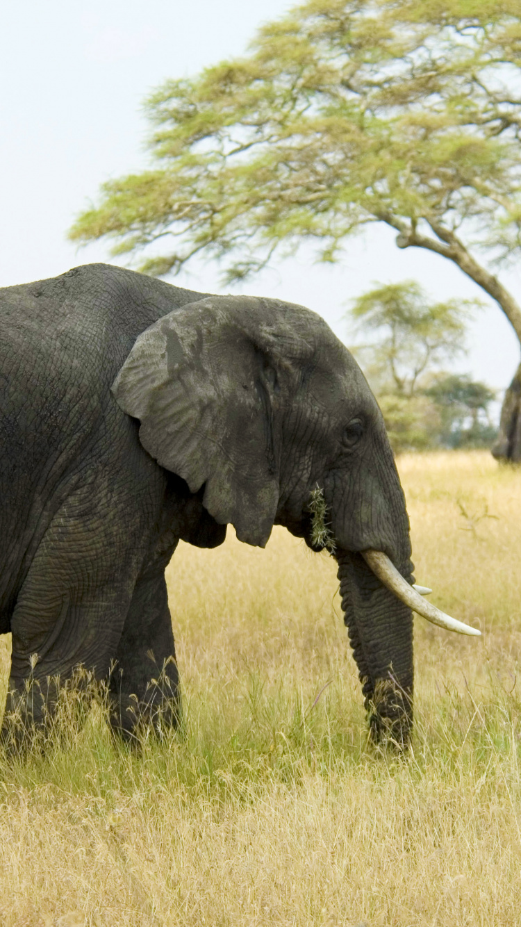 African Bush Elephant, Elephant, Elephant Drinking Water, Plant, Plant Community. Wallpaper in 750x1334 Resolution