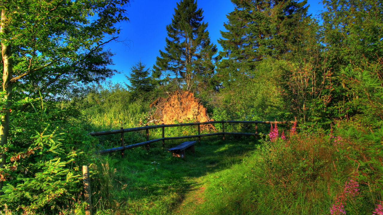 Grüne Bäume Und Brauner Holzzaun. Wallpaper in 1280x720 Resolution