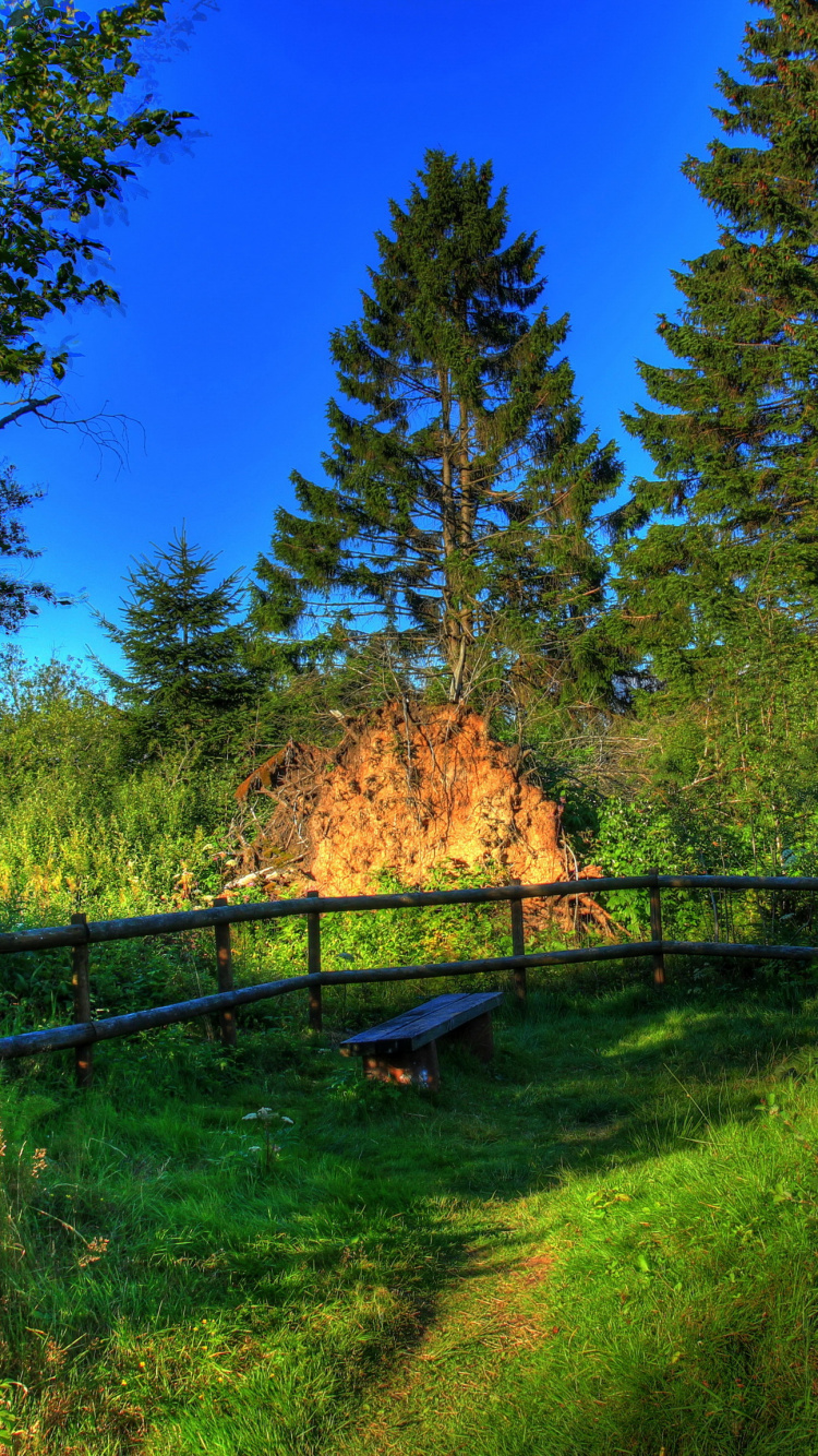 Green Trees and Brown Wooden Fence. Wallpaper in 750x1334 Resolution