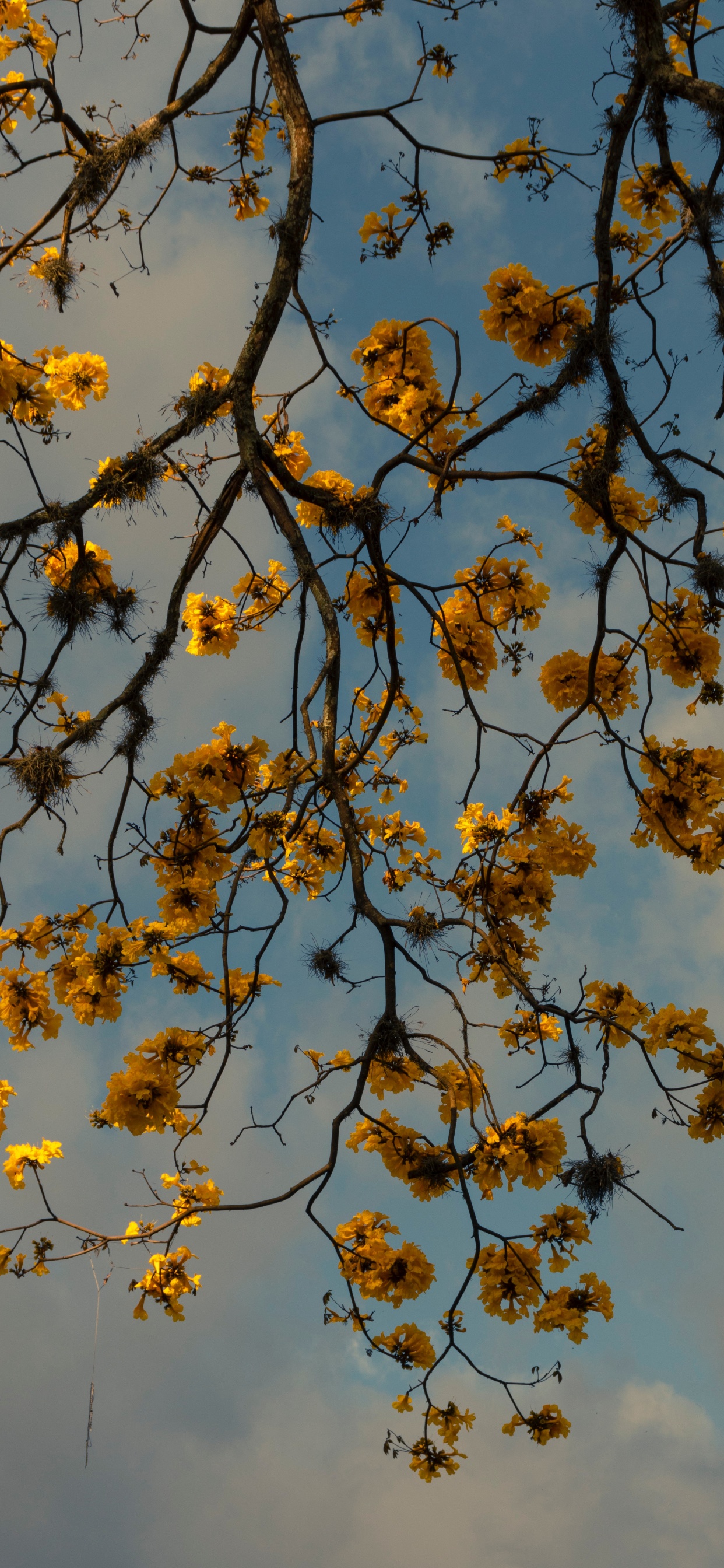 Flores Amarillas Bajo un Cielo Azul Durante el Día. Wallpaper in 1242x2688 Resolution