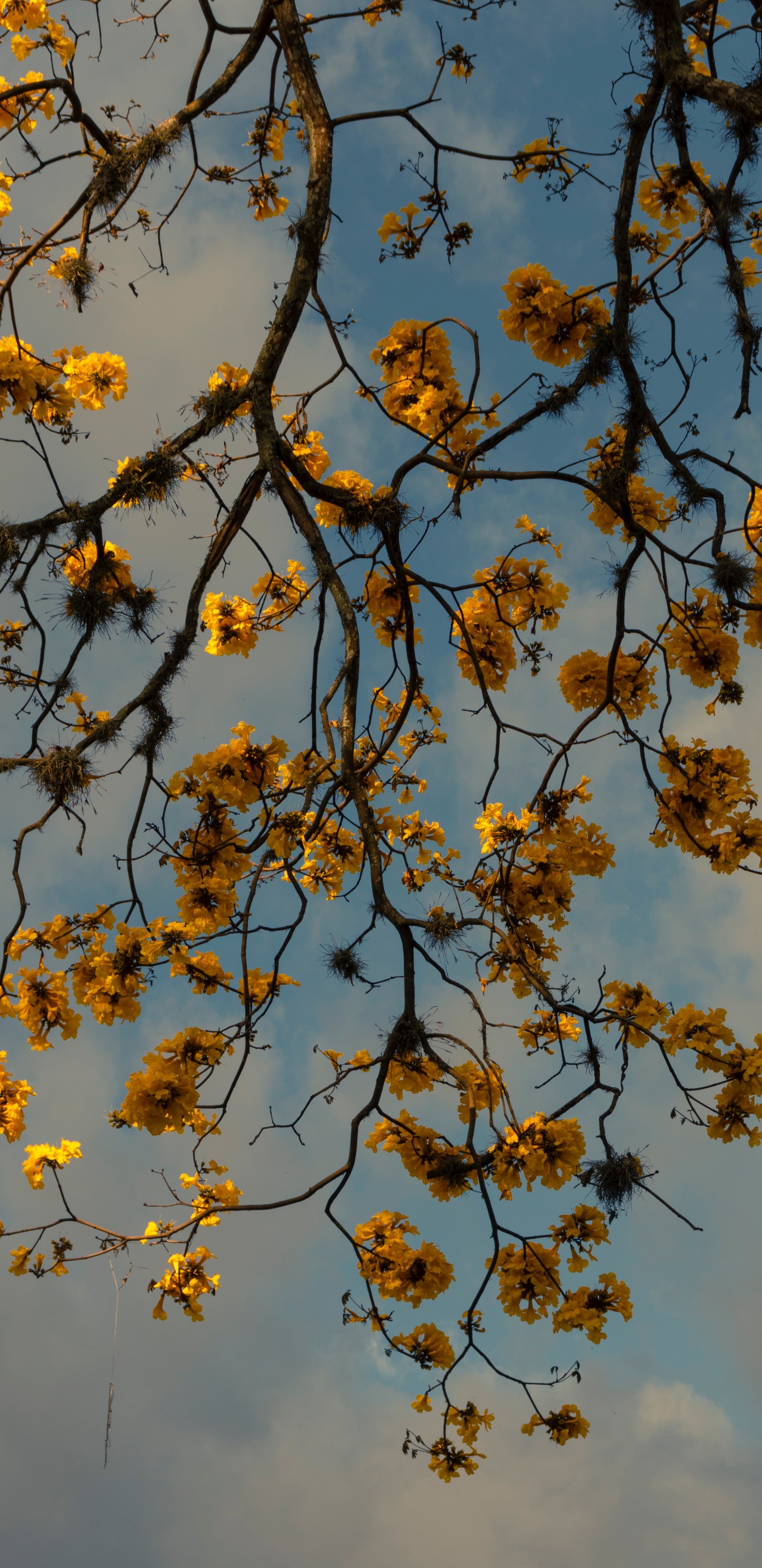 Flores Amarillas Bajo un Cielo Azul Durante el Día. Wallpaper in 1440x2960 Resolution