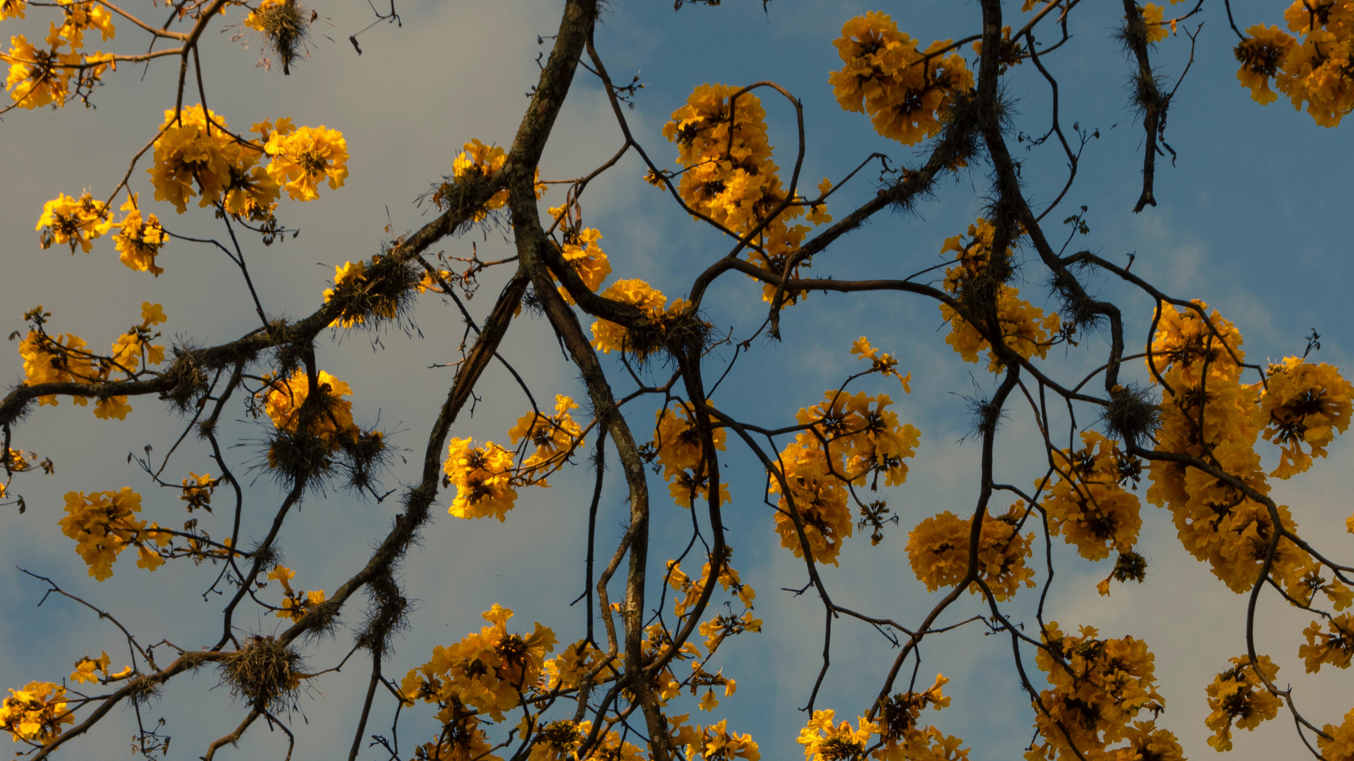 Fleurs Jaunes Sous Ciel Bleu Pendant la Journée. Wallpaper in 1920x1080 Resolution