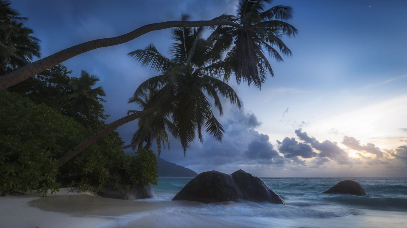 Grüne Palme am Meer Unter Weißen Wolken Und Blauem Himmel Tagsüber. Wallpaper in 1366x768 Resolution