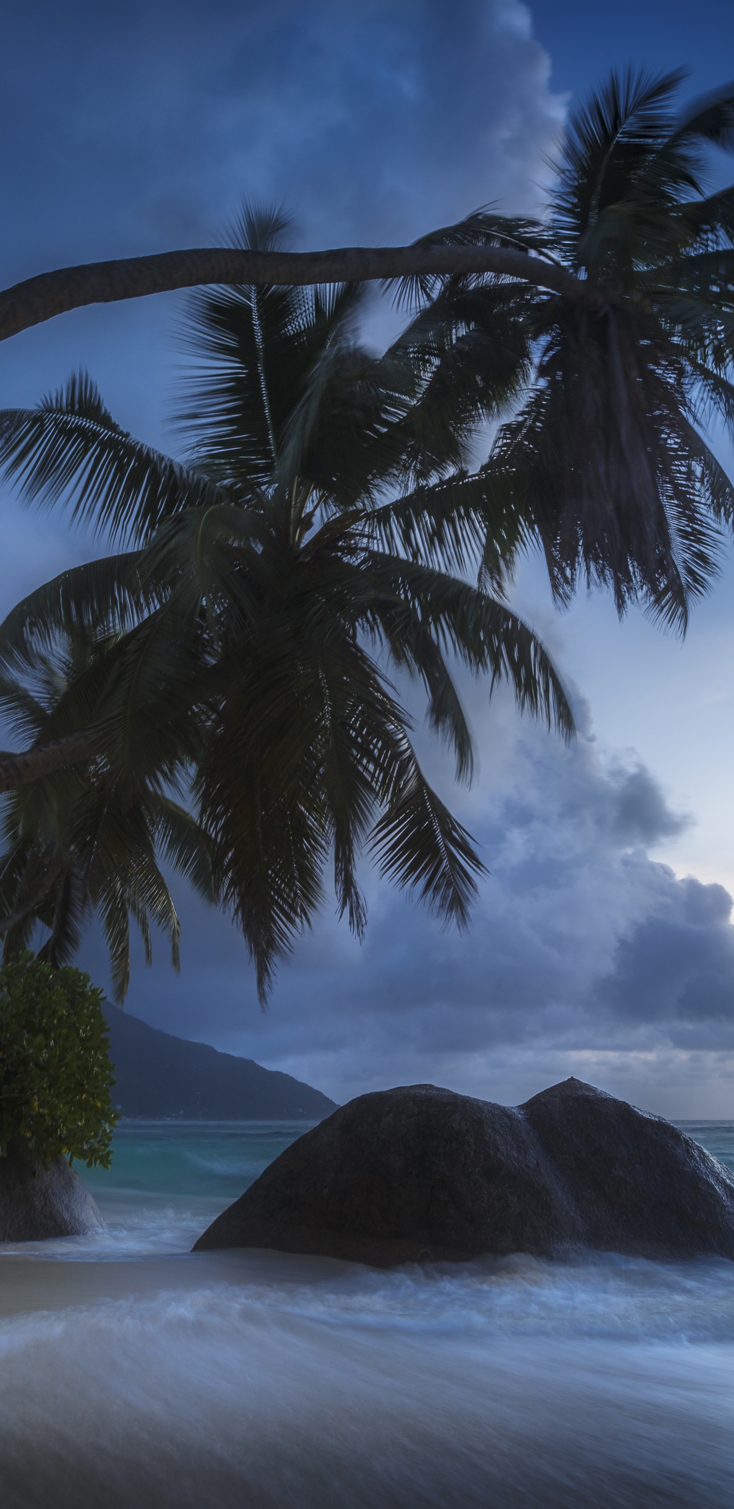 Grüne Palme am Meer Unter Weißen Wolken Und Blauem Himmel Tagsüber. Wallpaper in 1440x2960 Resolution