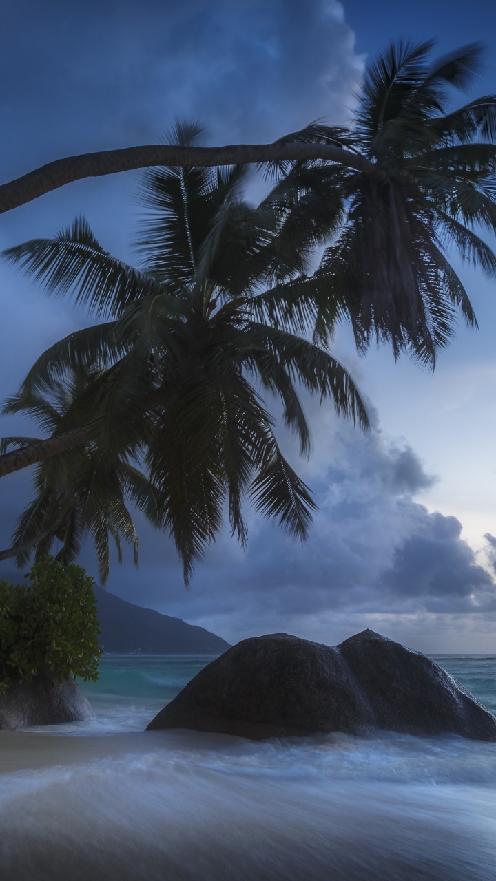 Green Palm Tree Near Sea Under White Clouds and Blue Sky During Daytime. Wallpaper in 720x1280 Resolution