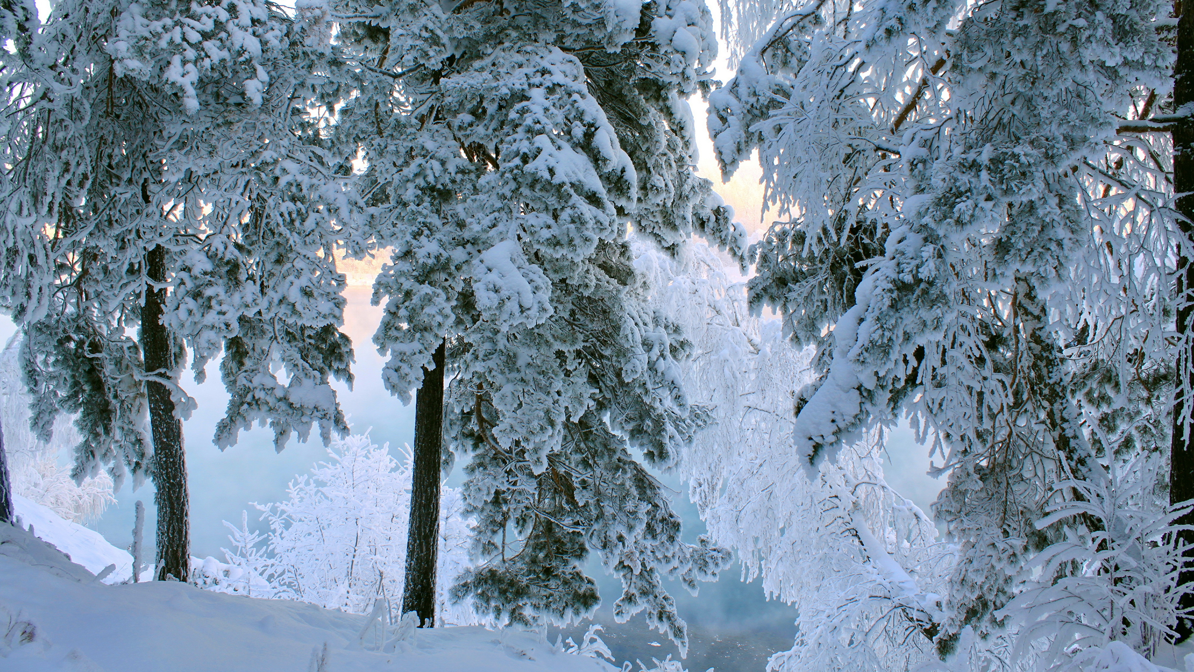 Árboles Cubiertos de Nieve Durante el Día. Wallpaper in 3840x2160 Resolution