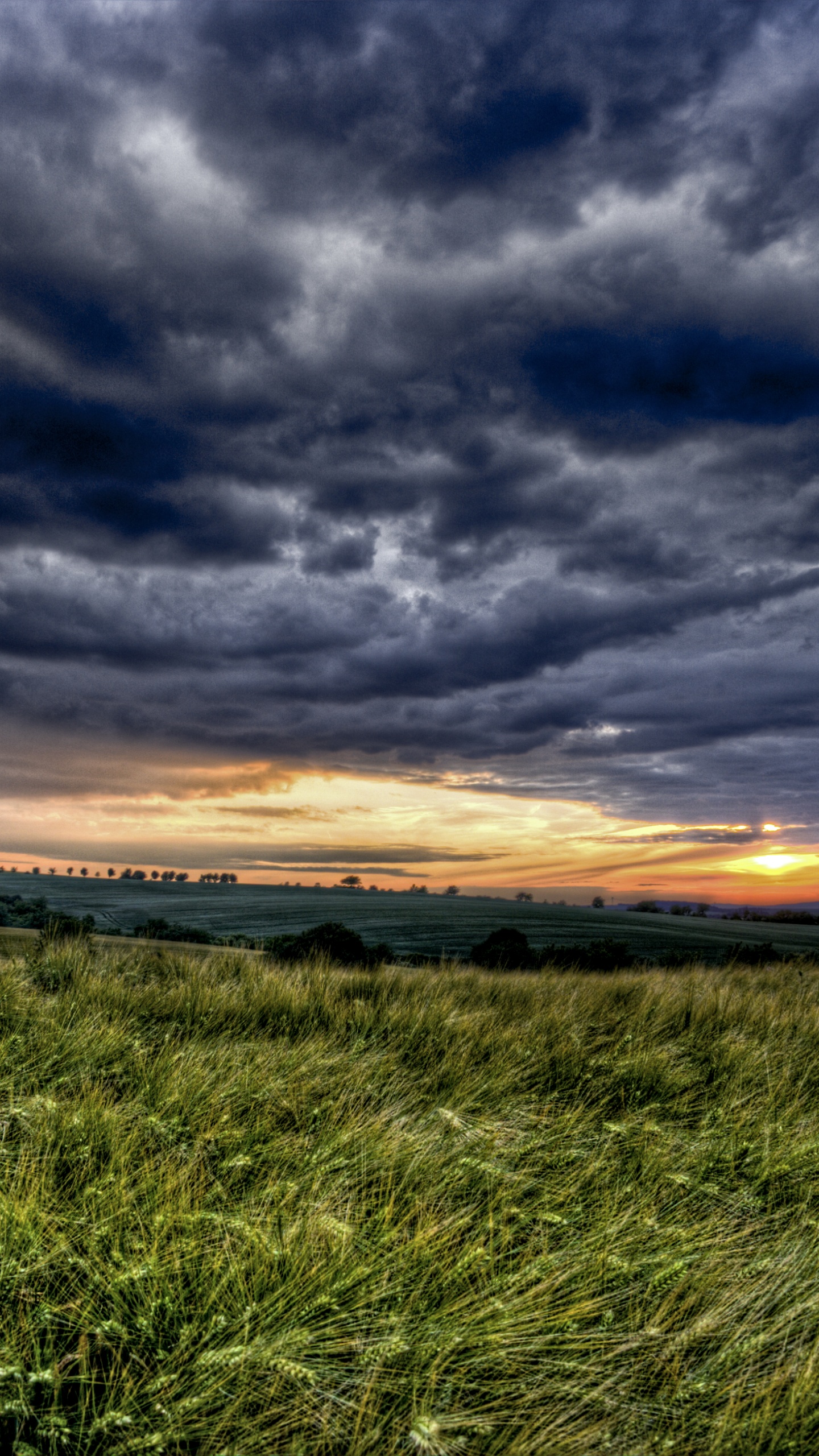 Champ D'herbe Verte Sous un Ciel Nuageux Pendant le Coucher du Soleil. Wallpaper in 1440x2560 Resolution