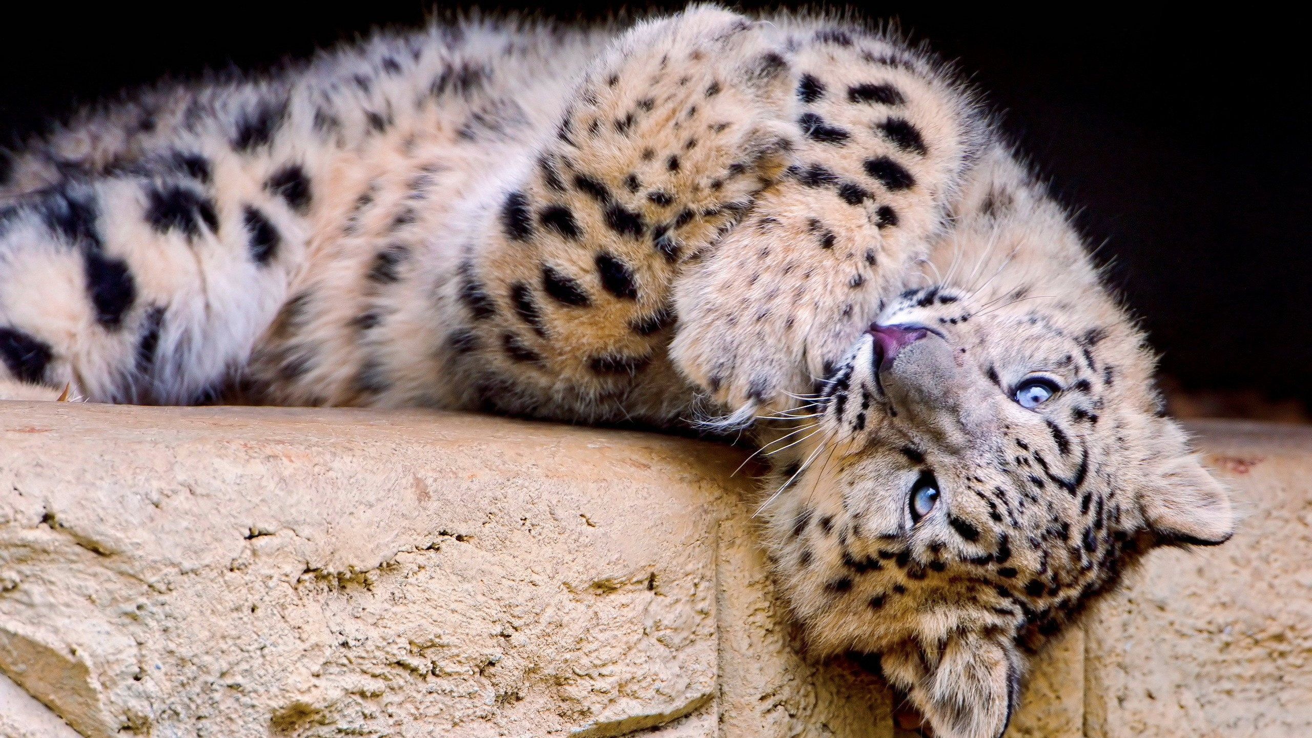 Leopard Lying on Brown Sand During Daytime. Wallpaper in 2560x1440 Resolution