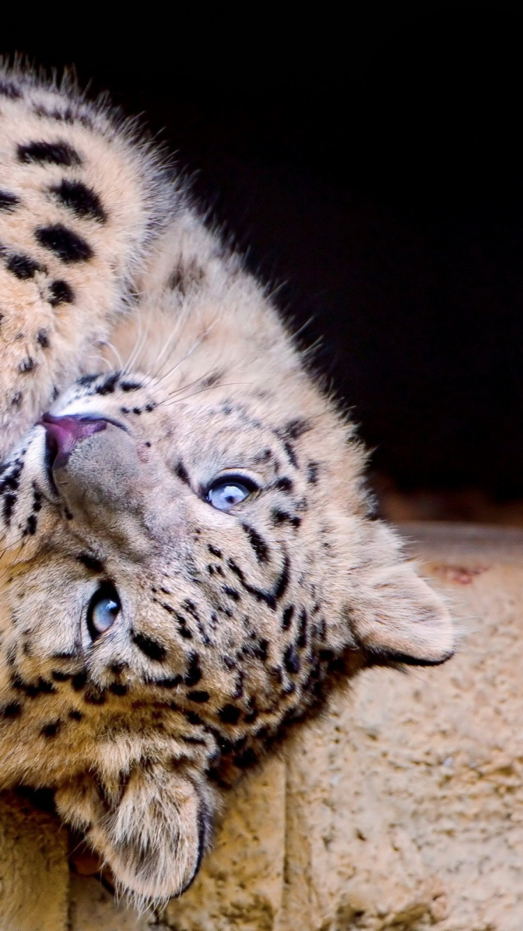 Leopard Lying on Brown Sand During Daytime. Wallpaper in 750x1334 Resolution