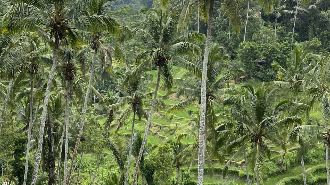 Vegetation, Nature, Natural Environment, Plant Community, Tree. Wallpaper in 1280x720 Resolution