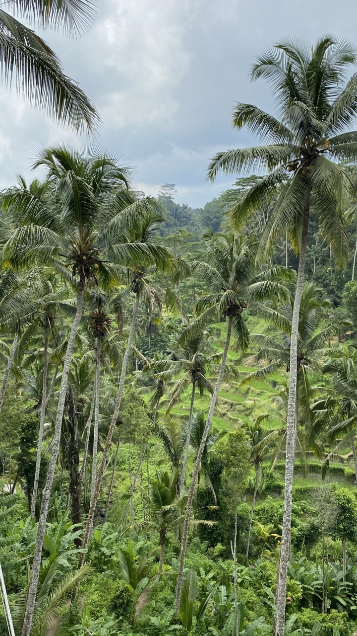 Vegetation, Nature, Natural Environment, Plant Community, Tree. Wallpaper in 720x1280 Resolution