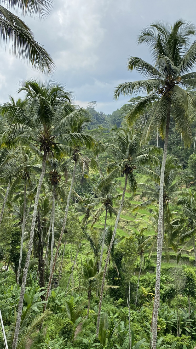 Vegetation, Nature, Natural Environment, Plant Community, Tree. Wallpaper in 750x1334 Resolution