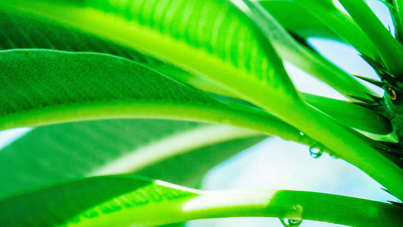 Plants, Leaf, Dew, Green, Plant. Wallpaper in 1366x768 Resolution
