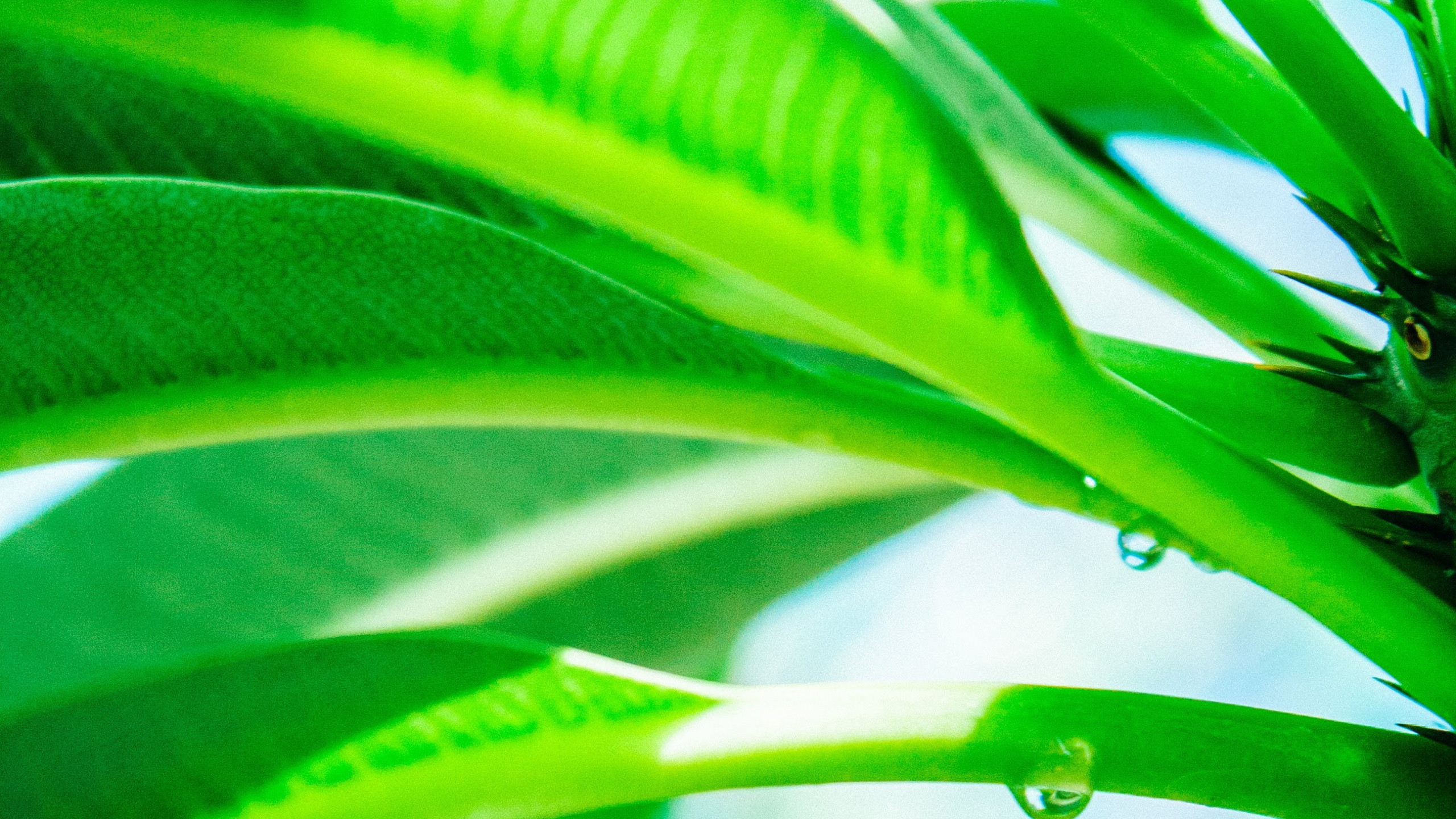 Plants, Leaf, Dew, Green, Plant. Wallpaper in 2560x1440 Resolution