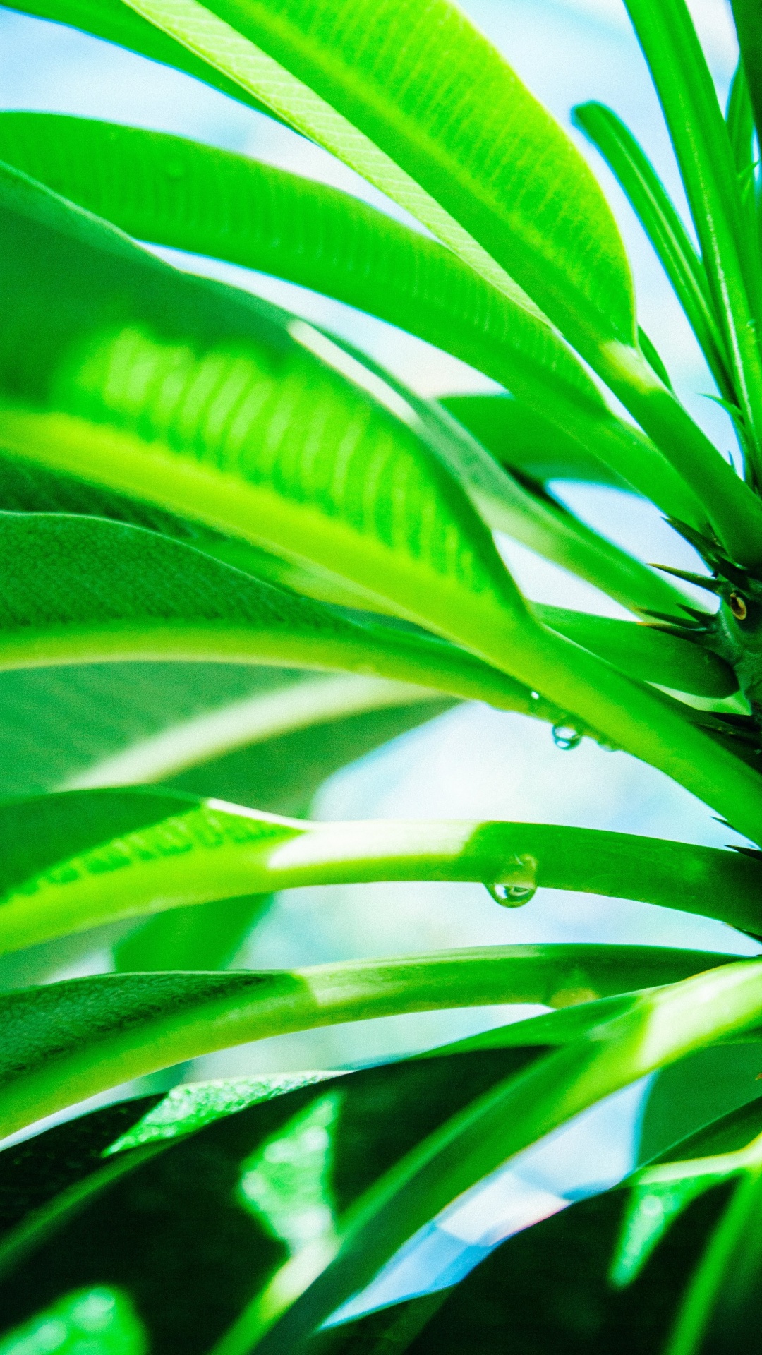 Planta, Rocío, Verde, la Botánica, Agua. Wallpaper in 1080x1920 Resolution