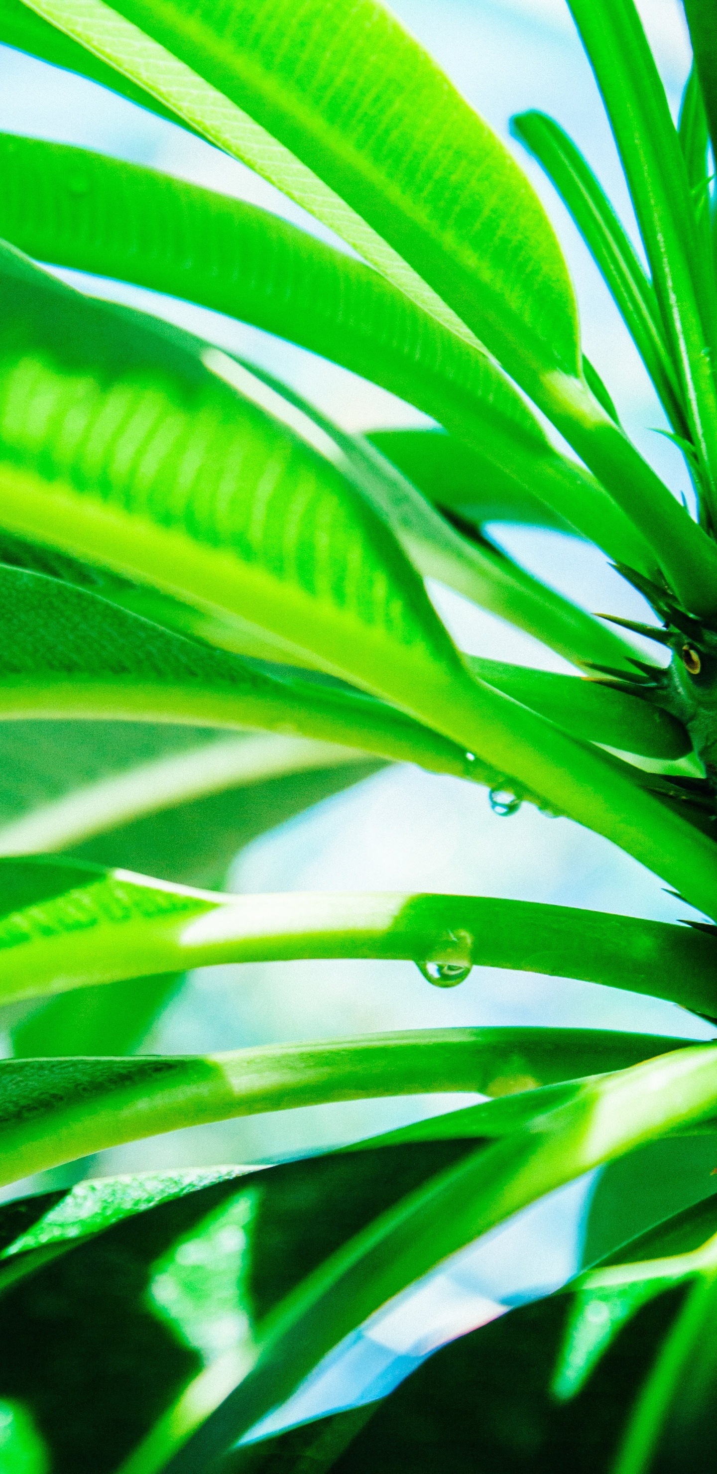 Planta, Rocío, Verde, la Botánica, Agua. Wallpaper in 1440x2960 Resolution
