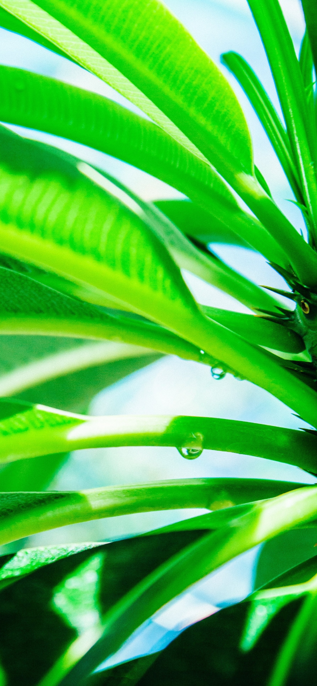 Plante, Feuille, Rosée, Green, Botanique. Wallpaper in 1242x2688 Resolution