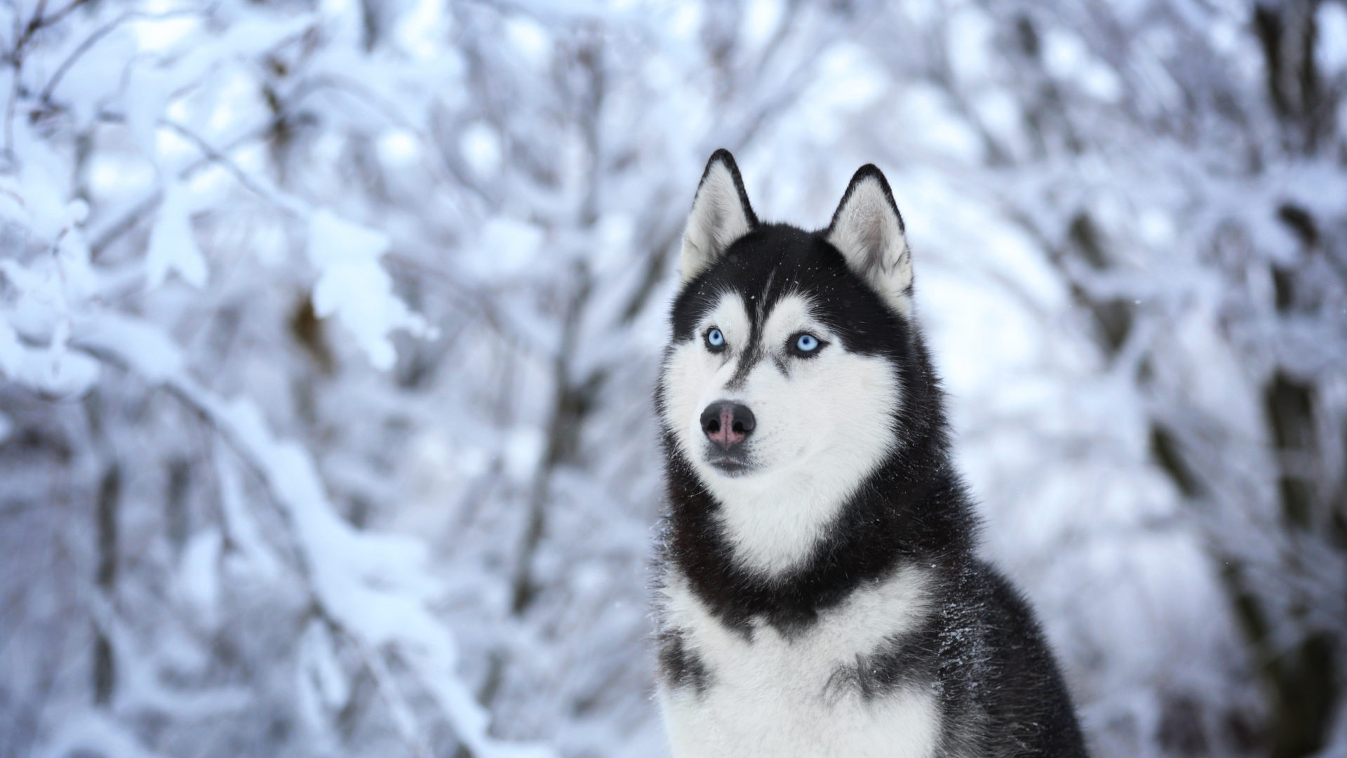 Husky Siberiano Blanco y Negro Sobre Suelo Cubierto de Nieve. Wallpaper in 1920x1080 Resolution