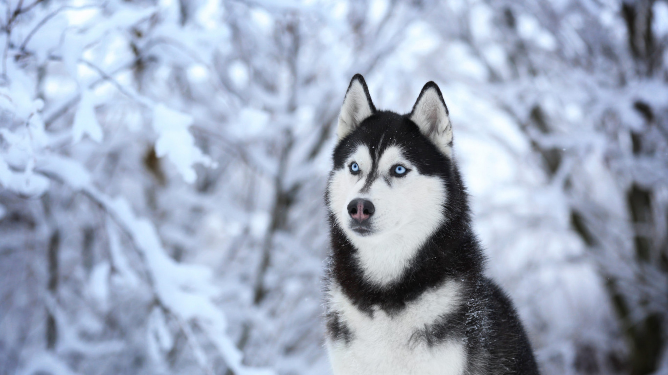 White and Black Siberian Husky on Snow Covered Ground. Wallpaper in 1366x768 Resolution