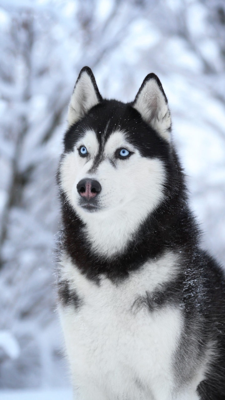 White and Black Siberian Husky on Snow Covered Ground. Wallpaper in 720x1280 Resolution