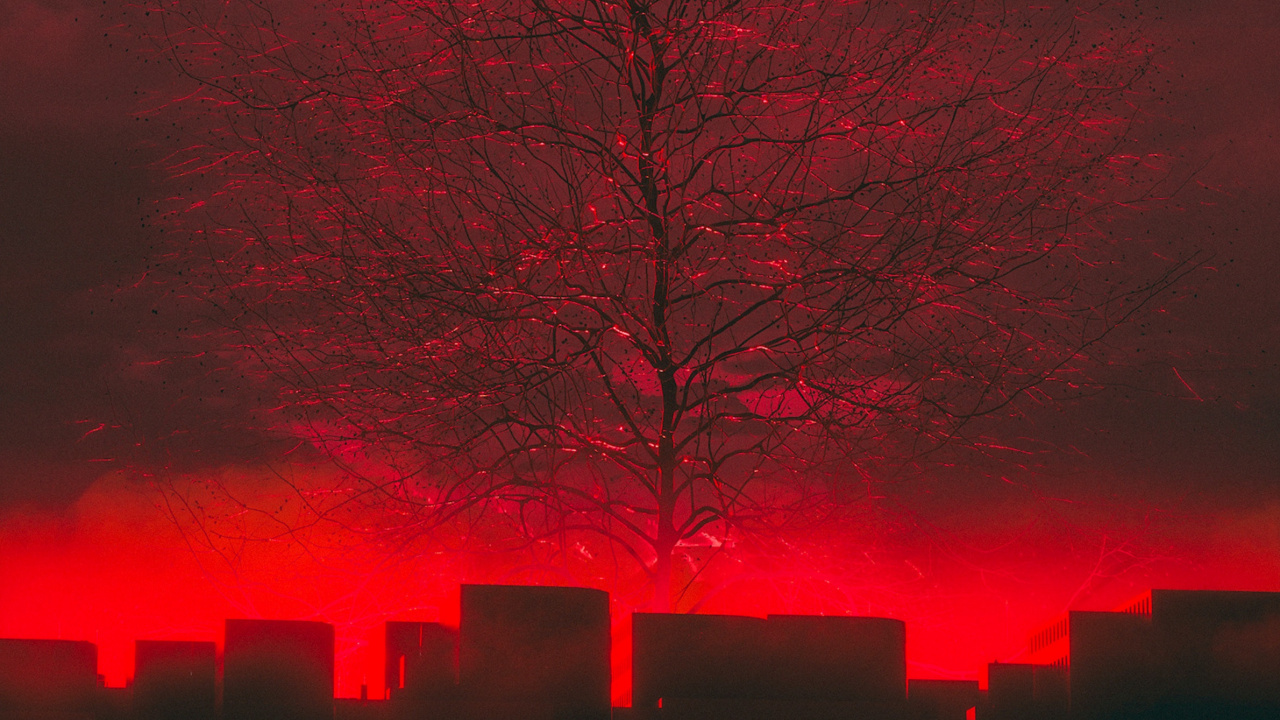 Arbres Rouges et Bruns Pendant la Nuit. Wallpaper in 1280x720 Resolution