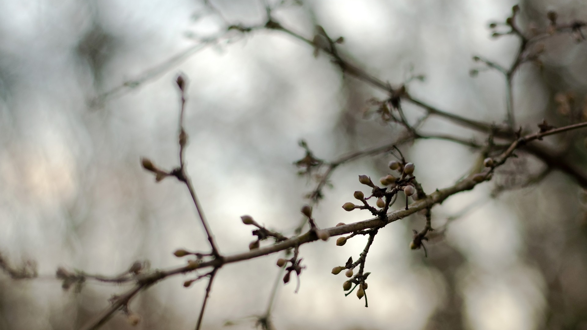 Brown Tree Branch With Water Droplets. Wallpaper in 1920x1080 Resolution