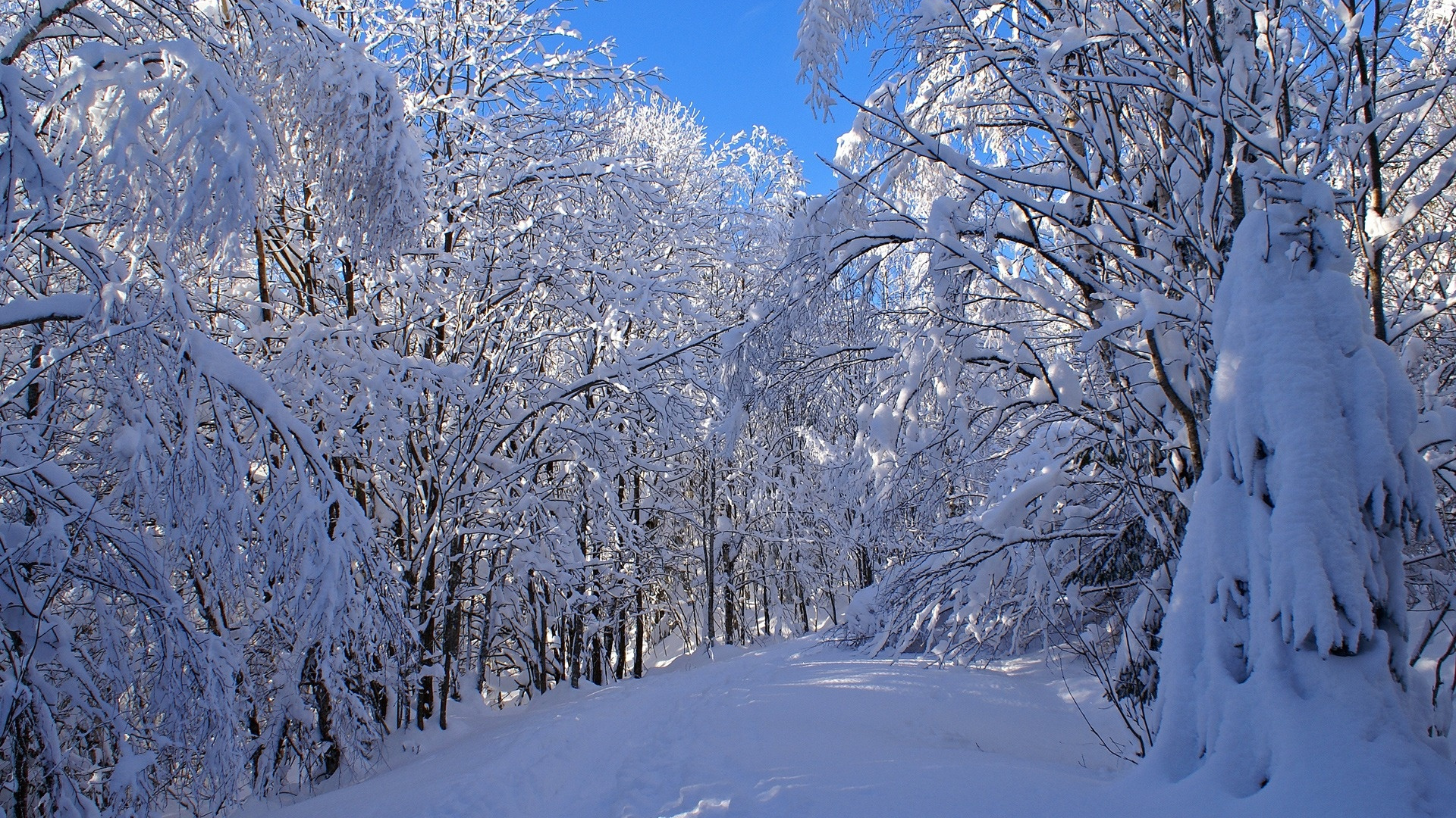 Snow Covered Trees During Daytime. Wallpaper in 1920x1080 Resolution