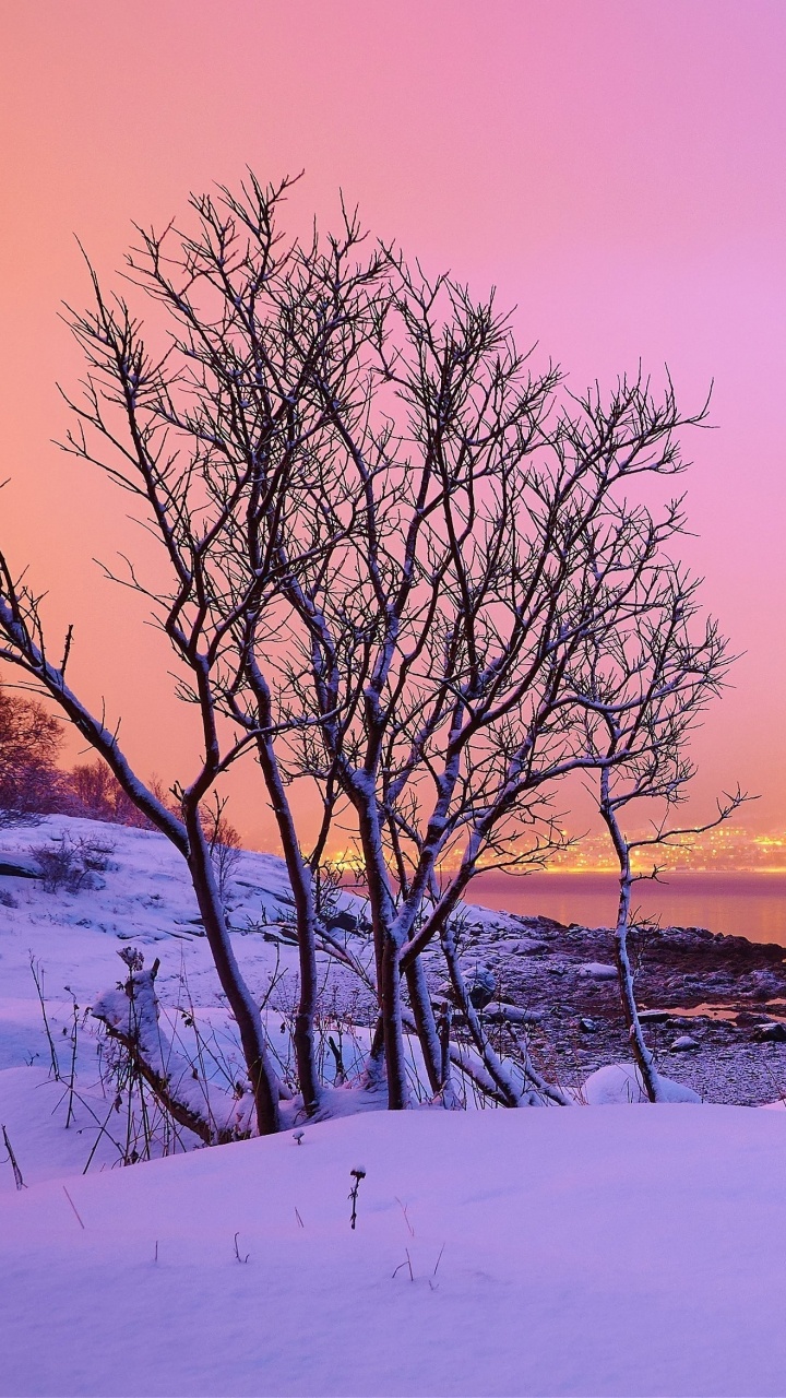 Árboles Desnudos en el Suelo Cubierto de Nieve Durante la Puesta de Sol. Wallpaper in 720x1280 Resolution