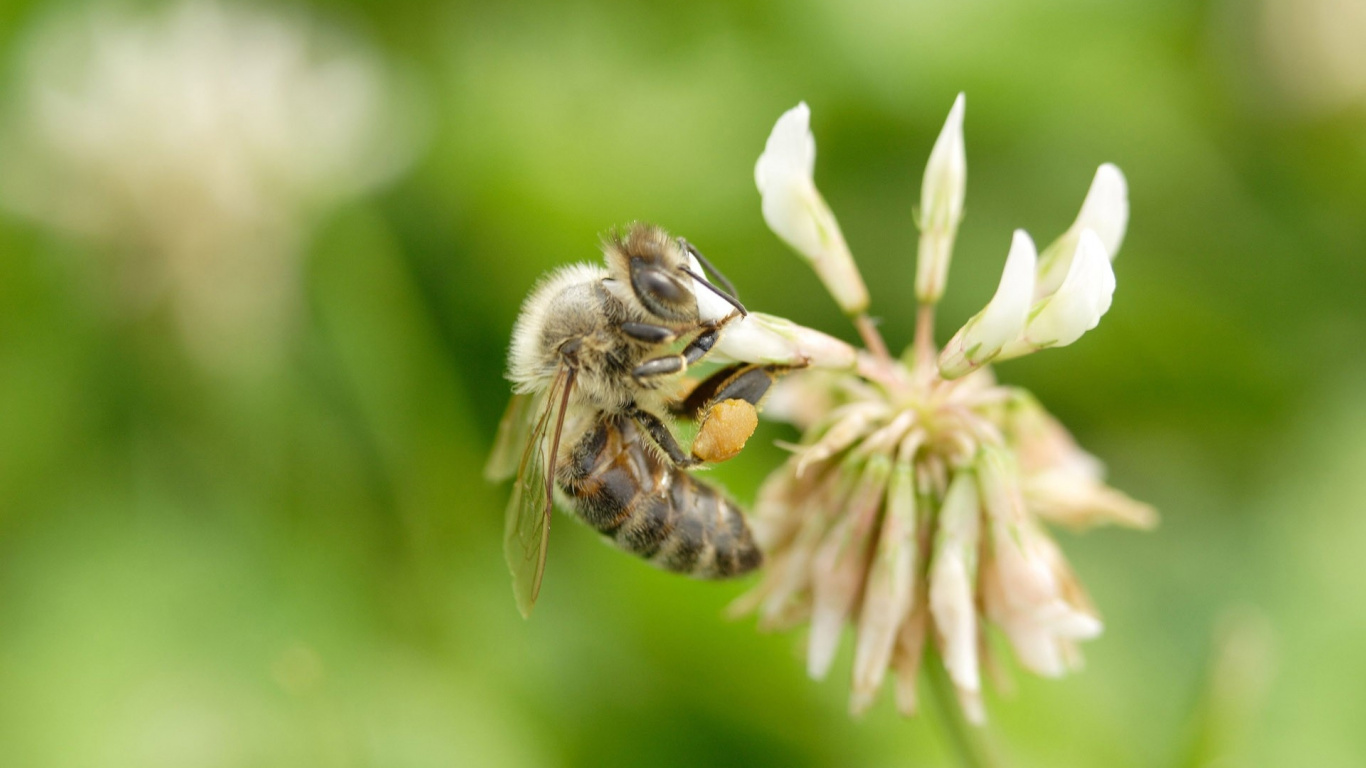 Black and Yellow Bee on White Flower. Wallpaper in 1366x768 Resolution