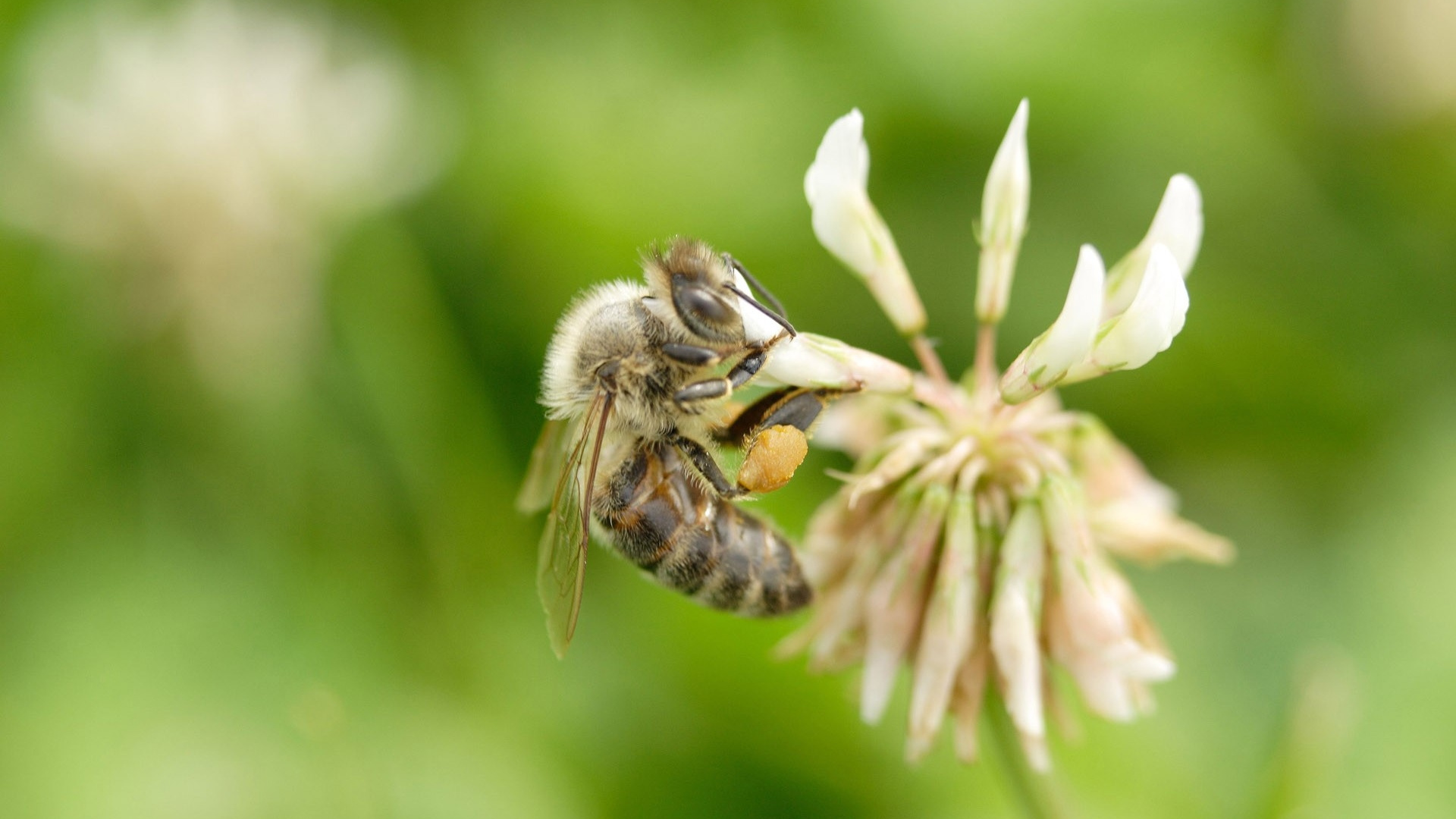Abeja Negra y Amarilla en Flor Blanca. Wallpaper in 1920x1080 Resolution